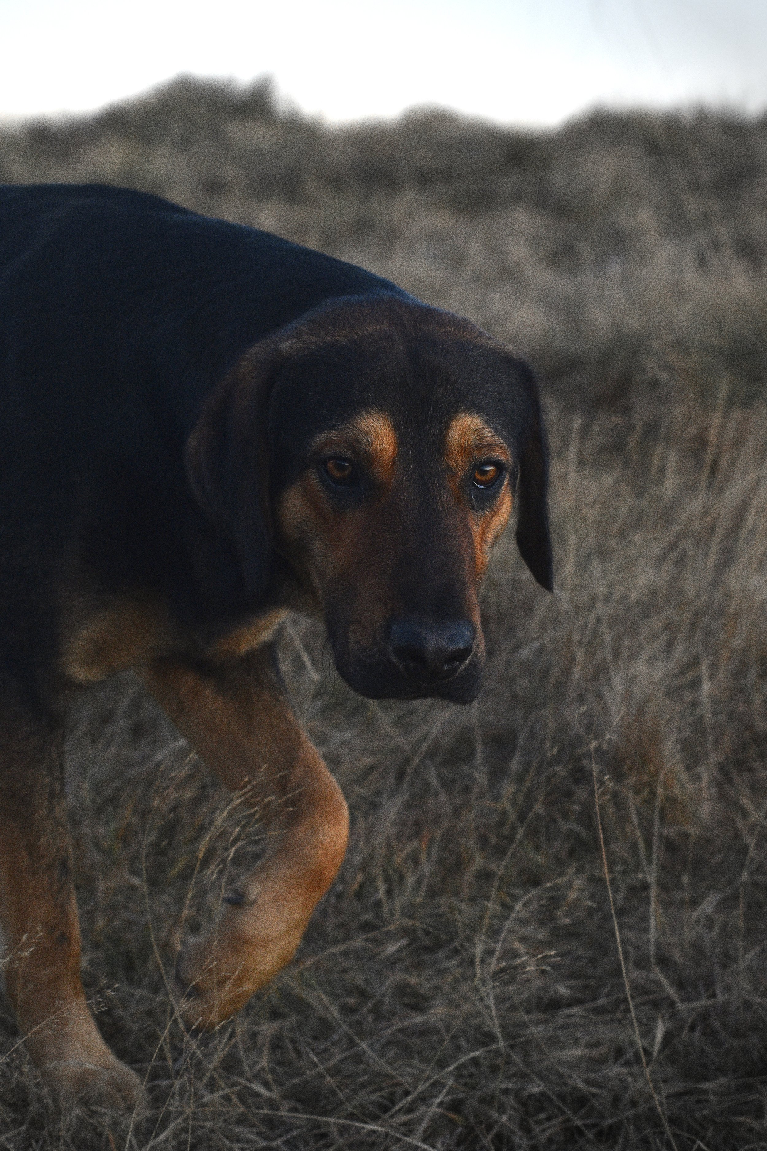 four-footed friend