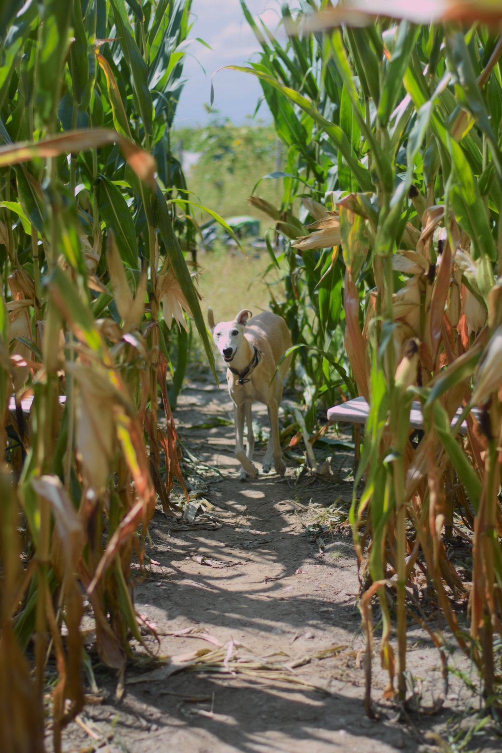 Rado's dog