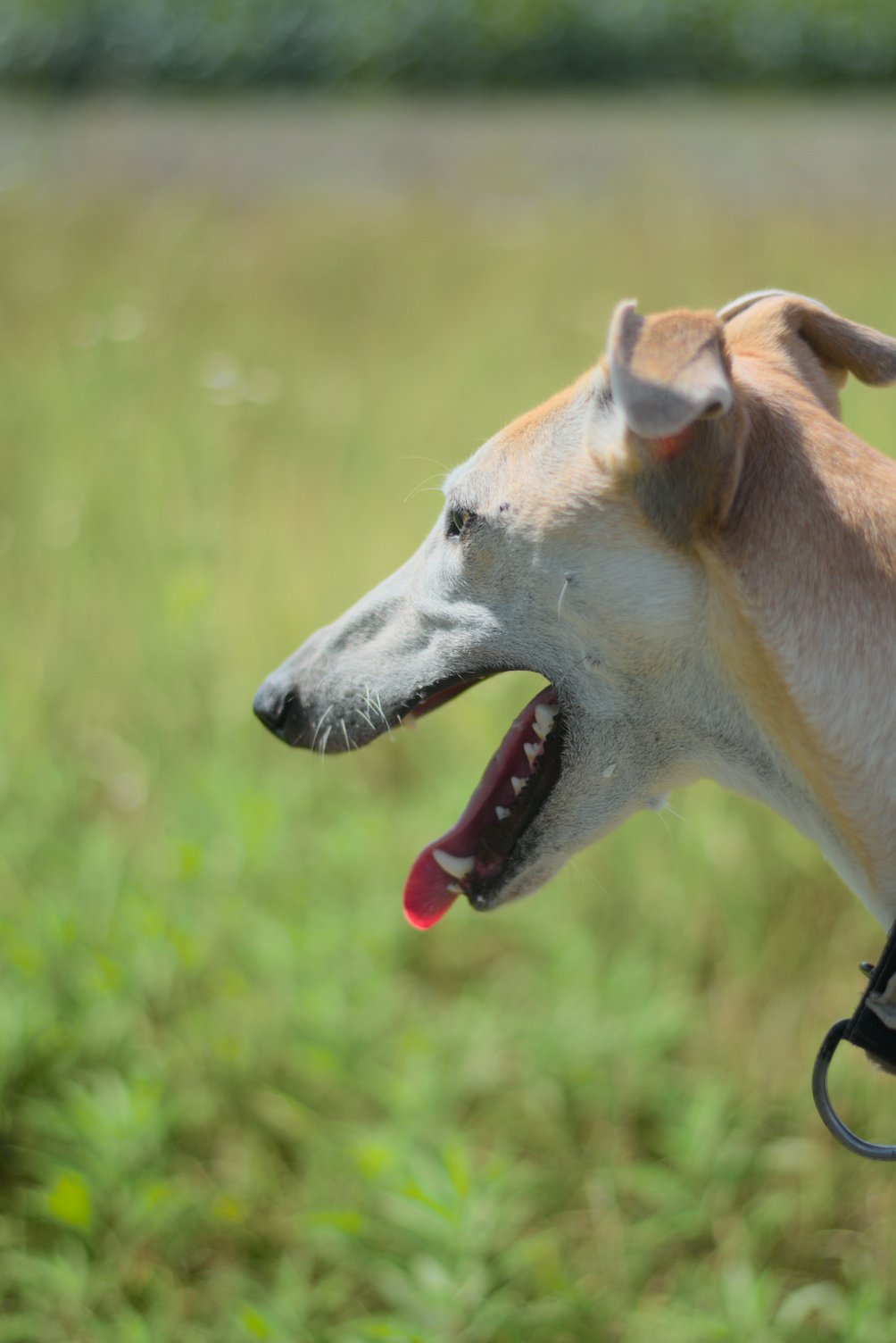 Rado's dog