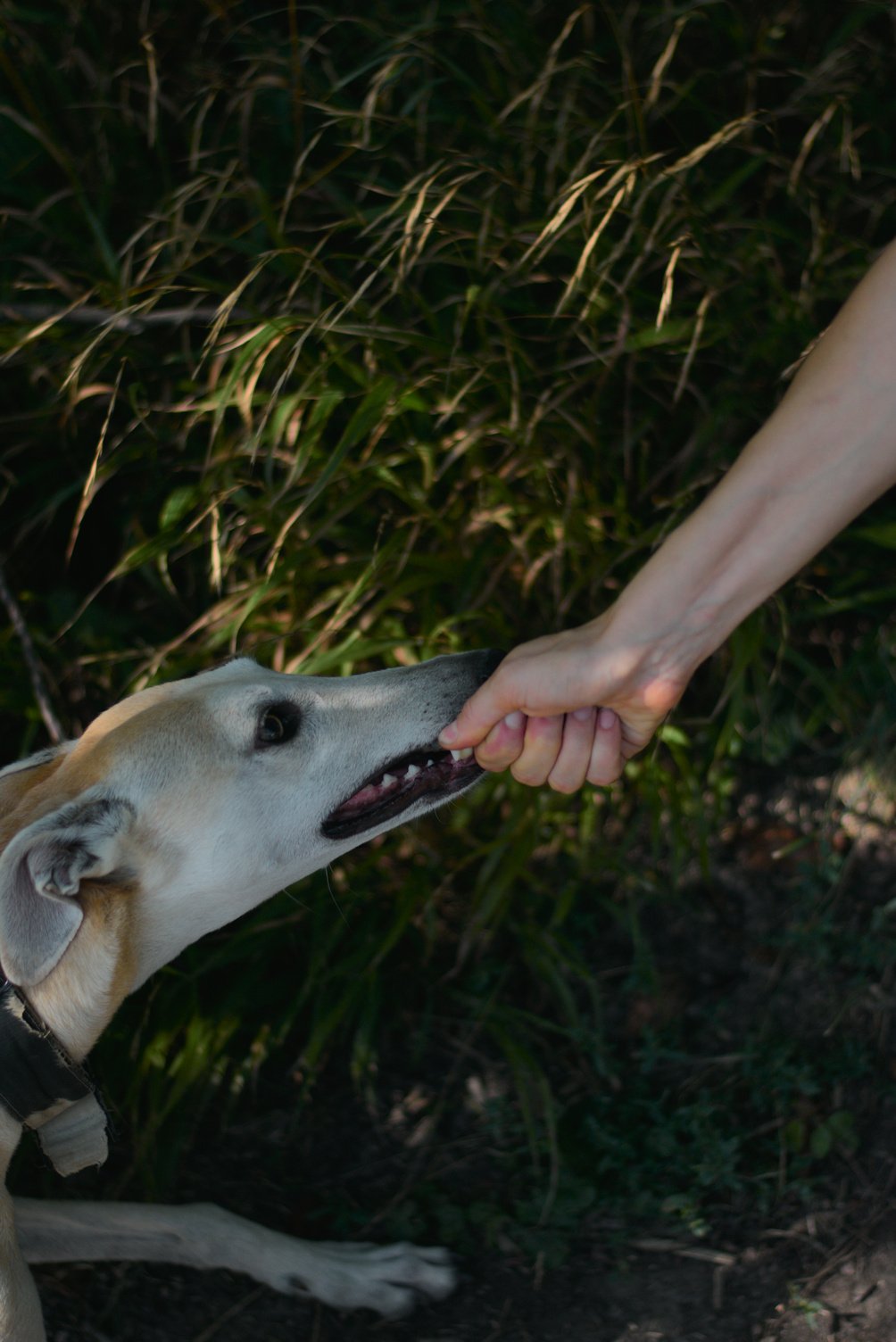 Rado's dog
