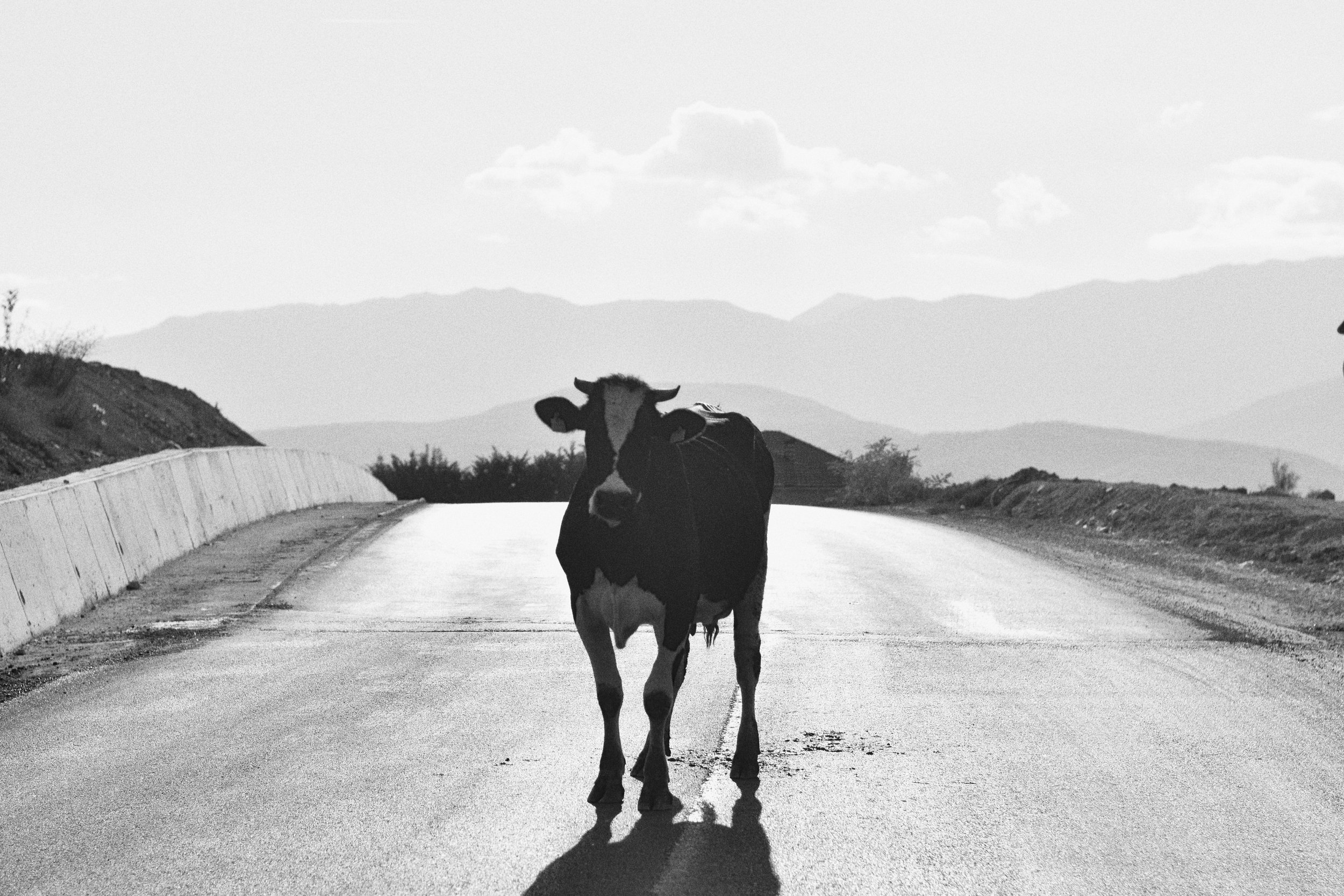 cow checkpoint