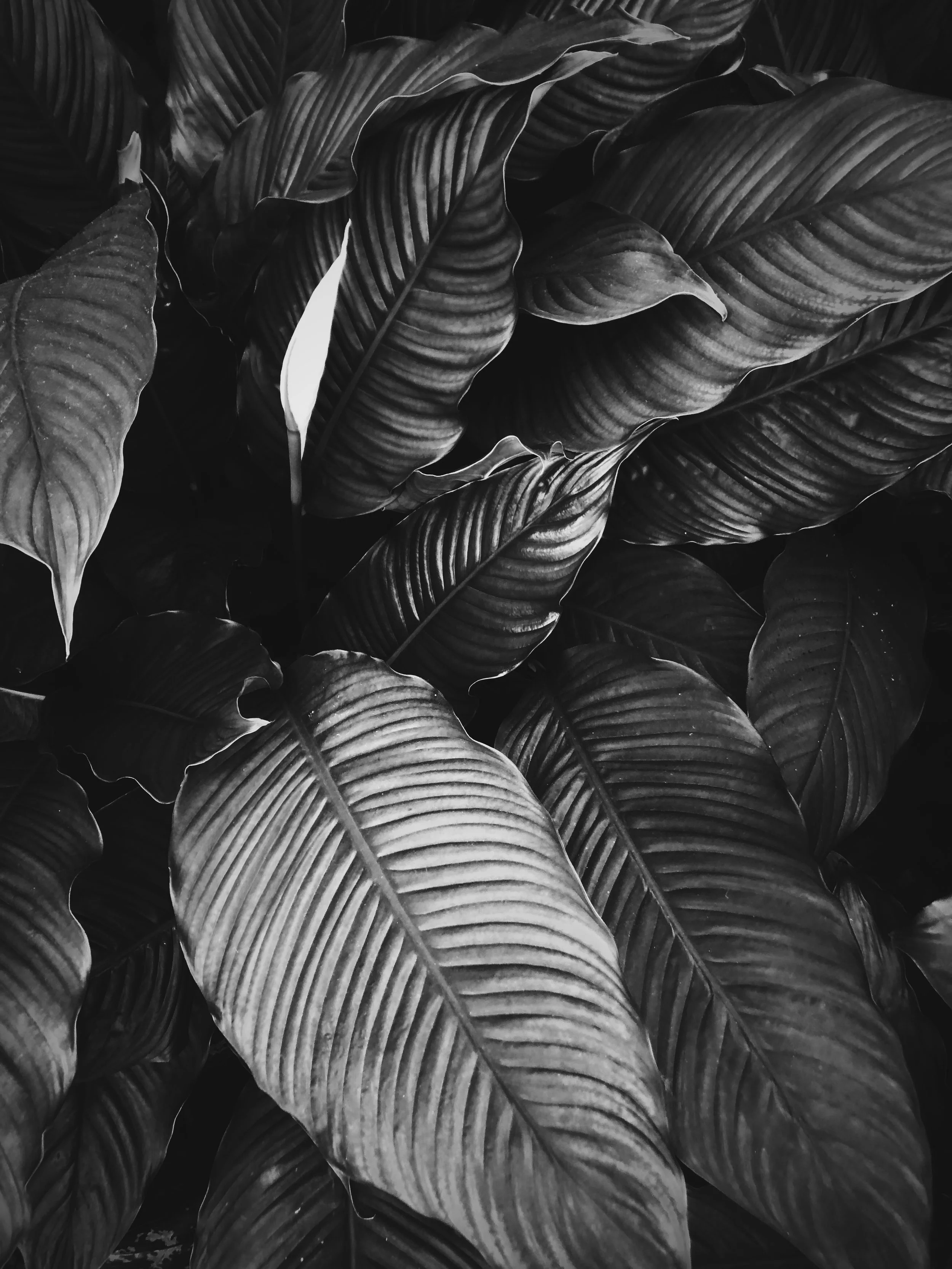 D15-RNI-Films-IMG-826E106D-D72E-4677-A22F-82D7BCEC944E.JPG