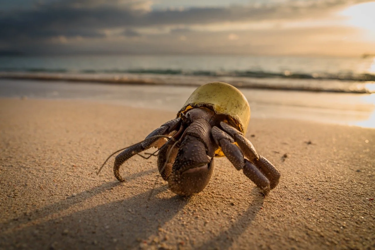 Hermit crab in plastic cup Andi Eich Large.jpeg