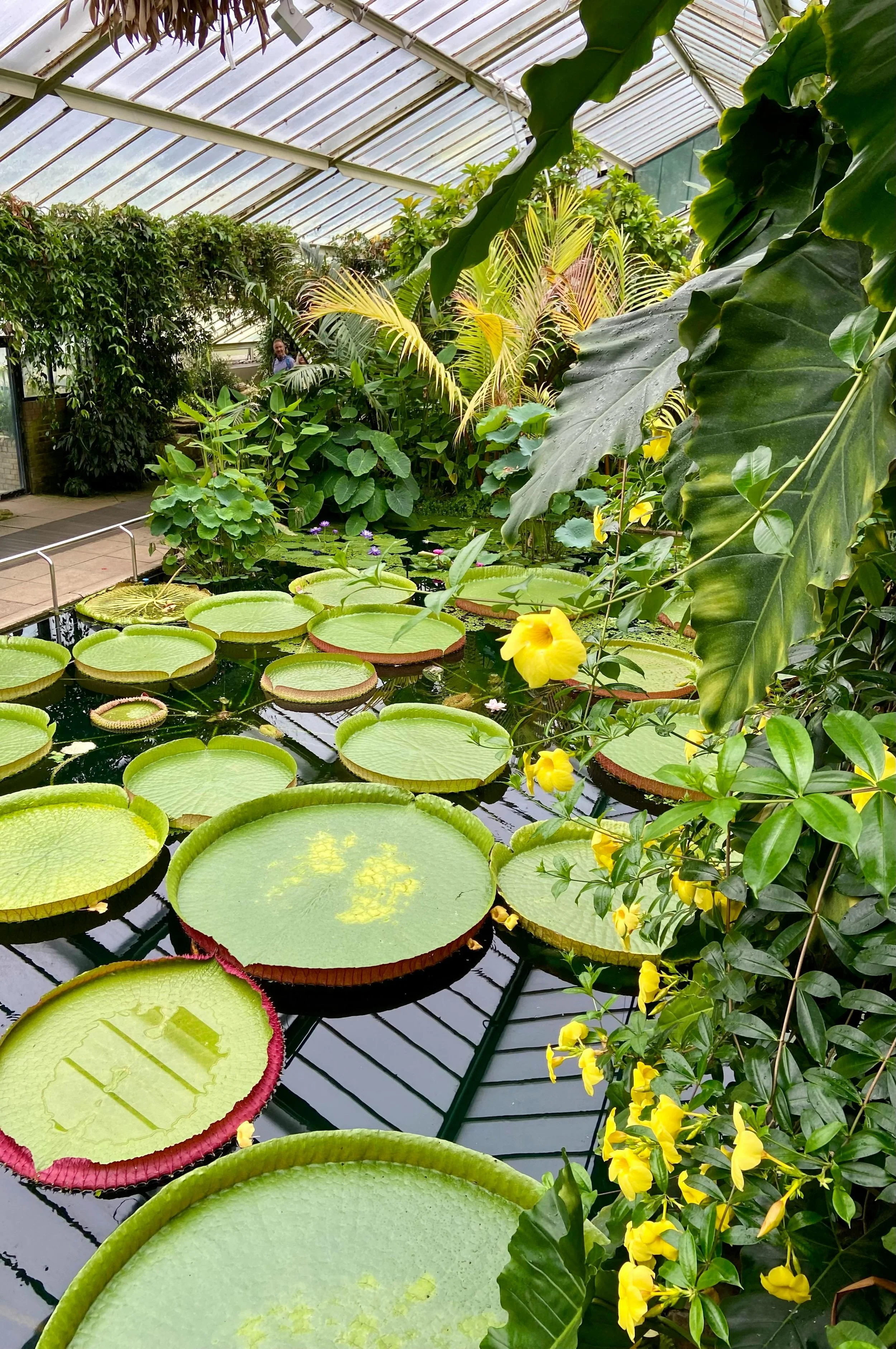 Giant lily pads at Kew Gardens in London