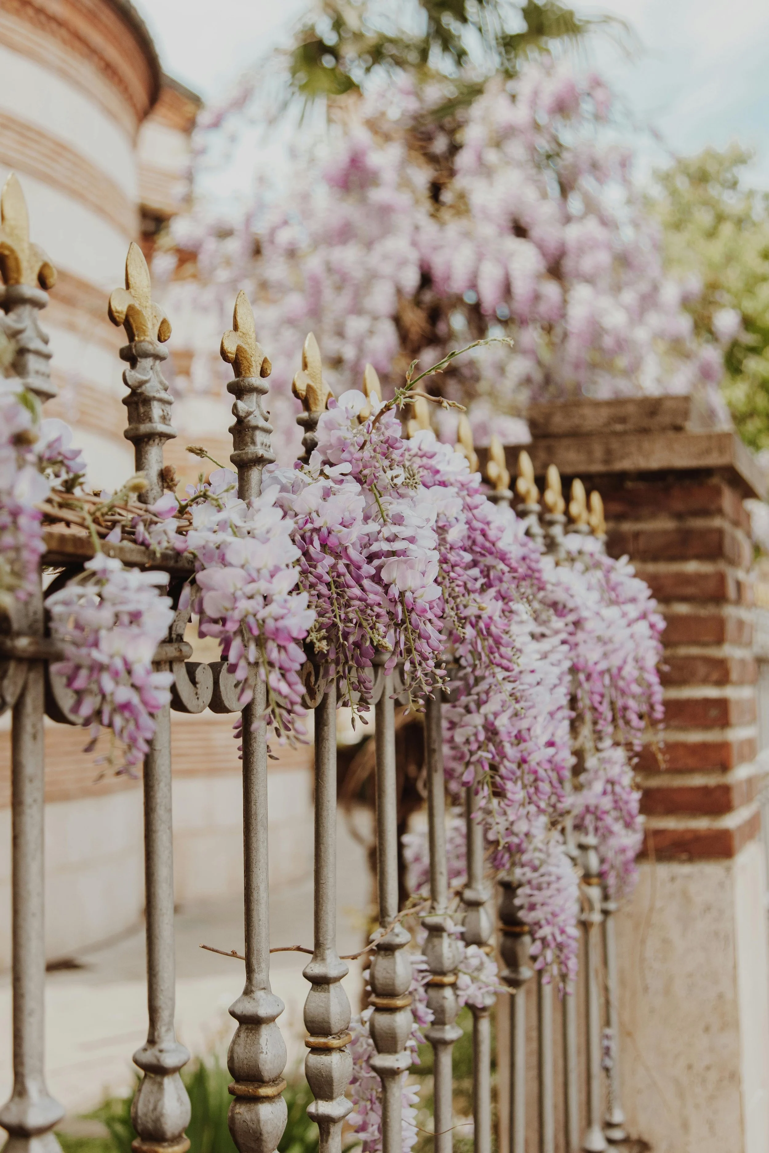 Beautiful wisteria in London neighbourhood