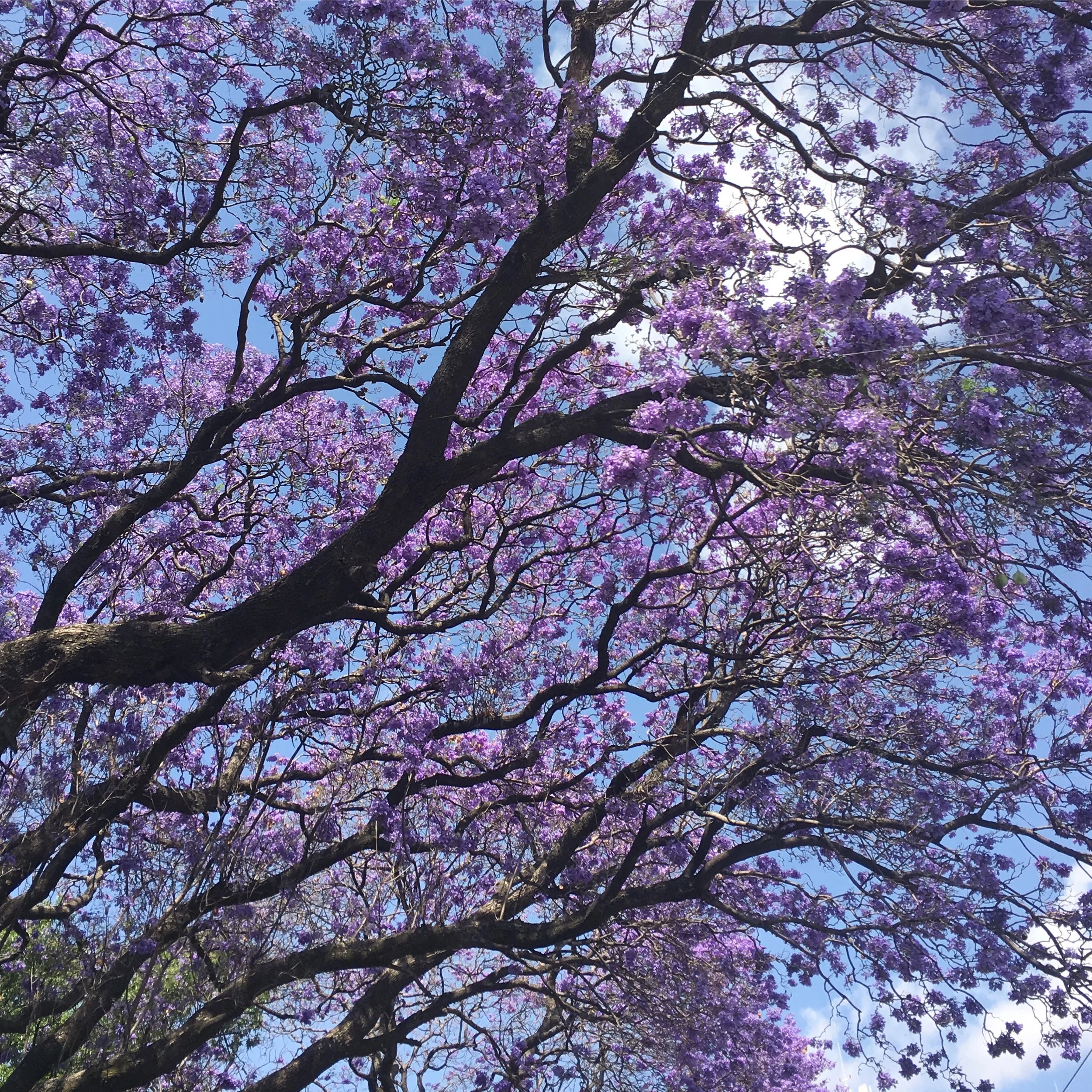 Jacaranda tree fully blooming with purple blossoms in Puebla, Mexico