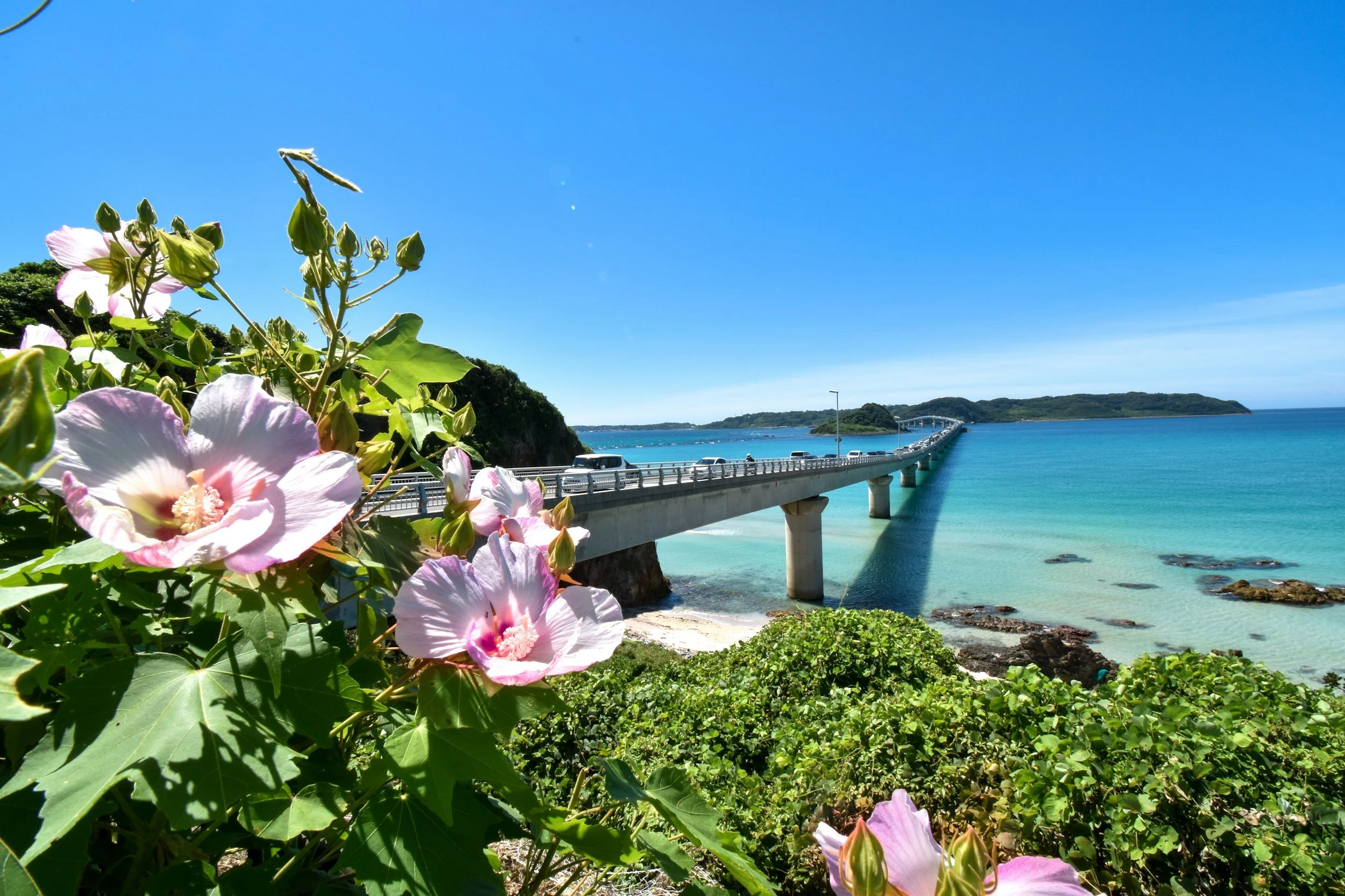blue water, bridge, hills, and pink hibiscus in the foreground