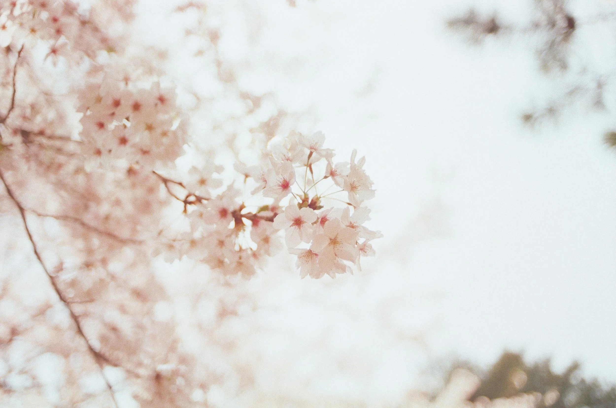 Close-up of pink cherry blossom flowers against a pale background.