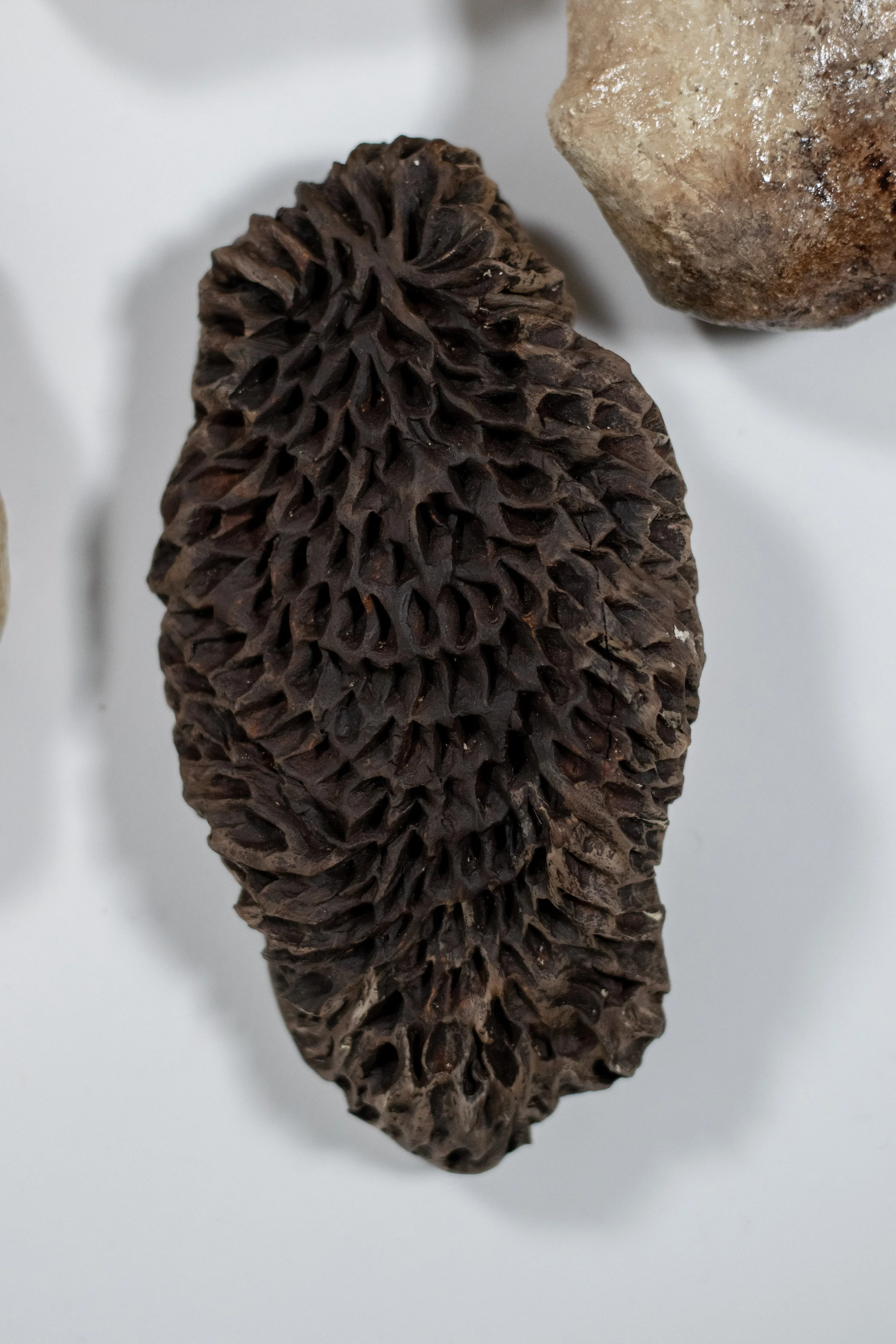 Ein brauner, strukturierter Pilz mit einer langen, schmalen Form auf weißem Hintergrund.