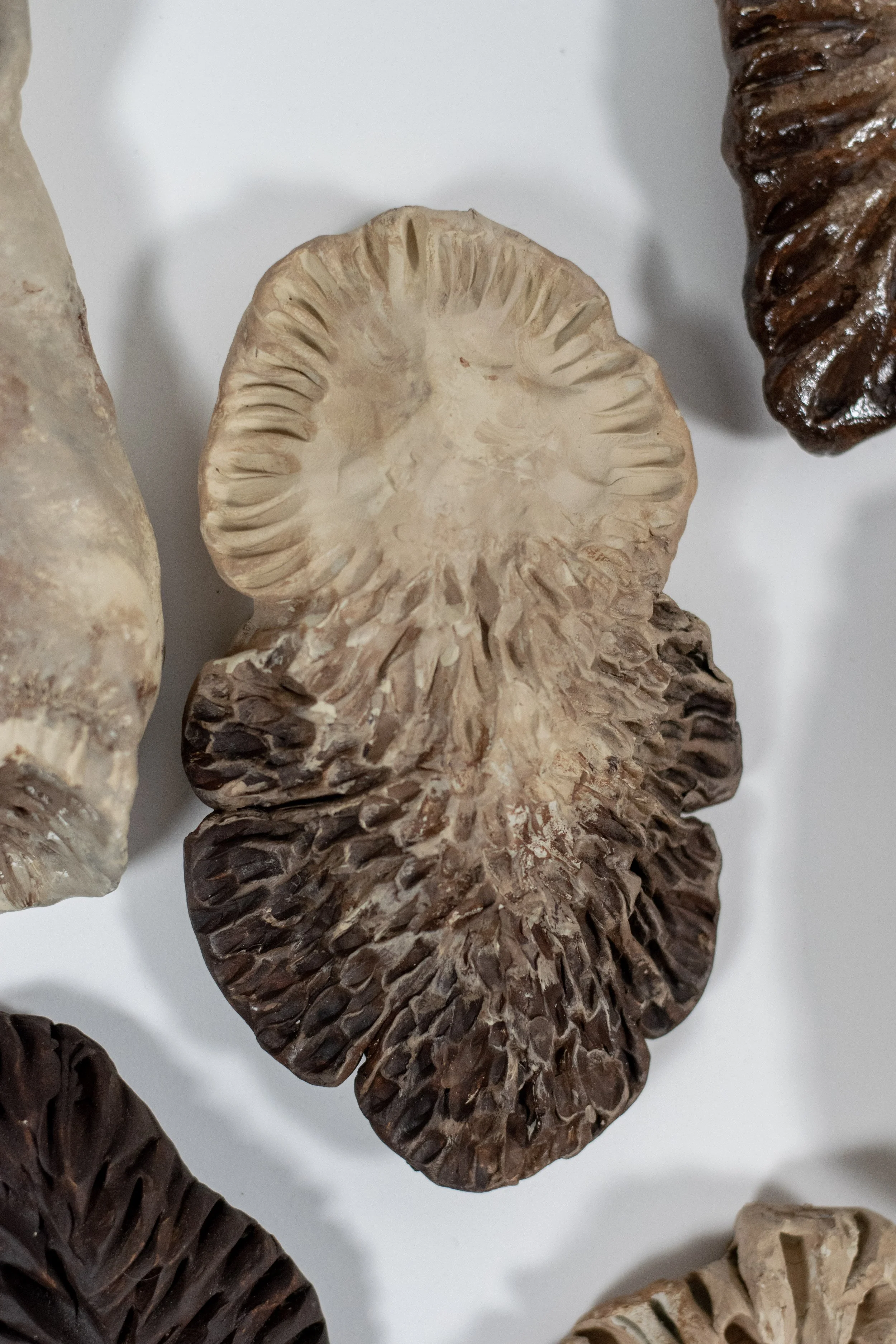 Nahaufnahme von getrockneten Pilzexemplaren, insbesondere einer großen, ockerfarbenen, mit radialen Furchen.