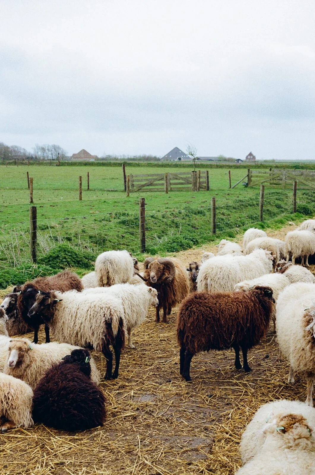 Flock of sheep grazing and sleeping outside