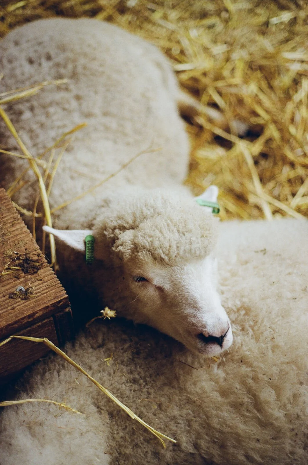 White sheep sleeping with her head on another sheep