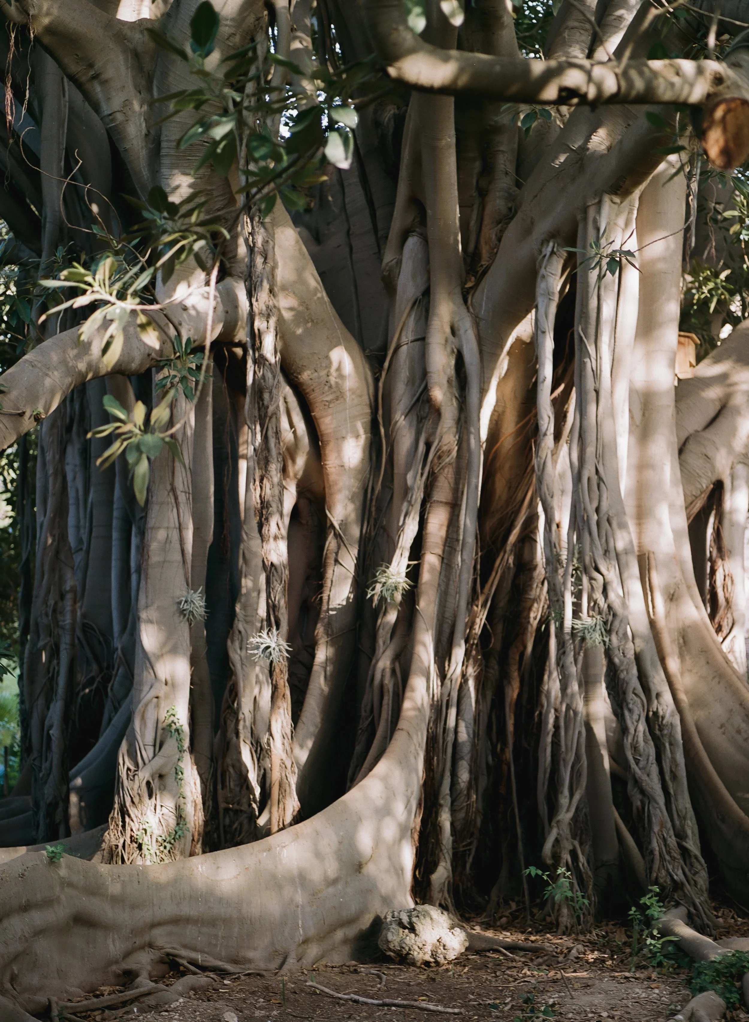 Analoque image of a huge tree with branches turning into roots