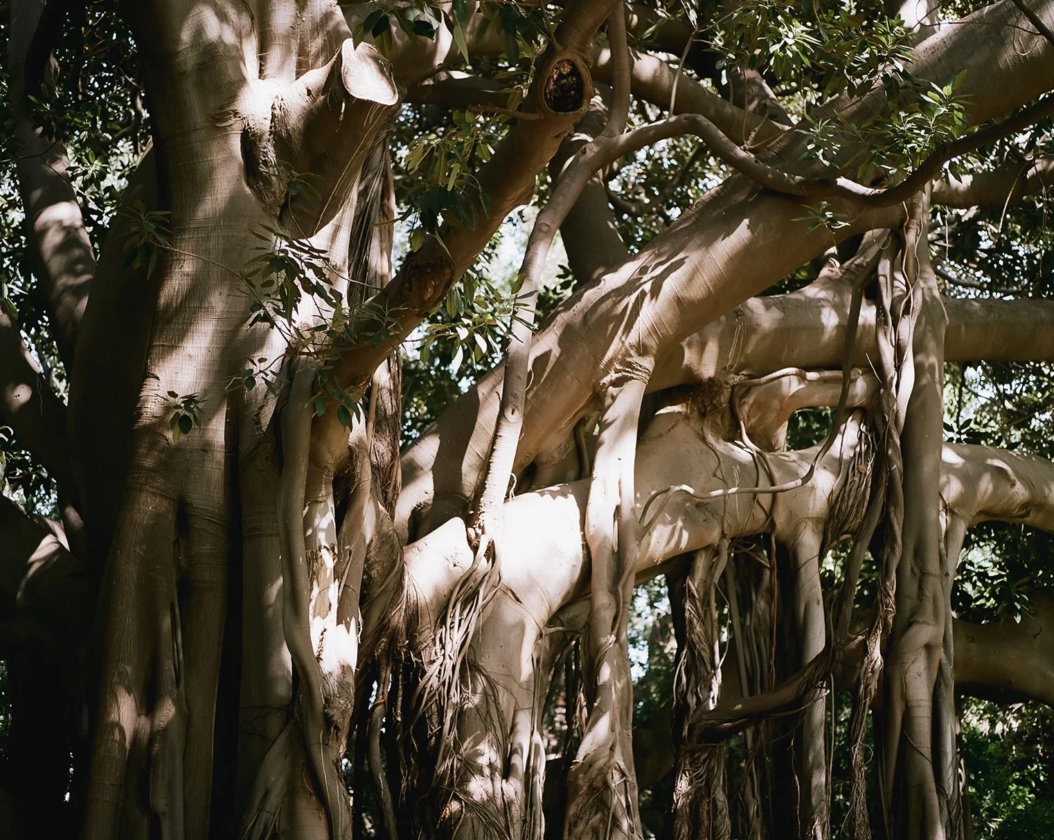 Seeing myself through the eyes of trees
