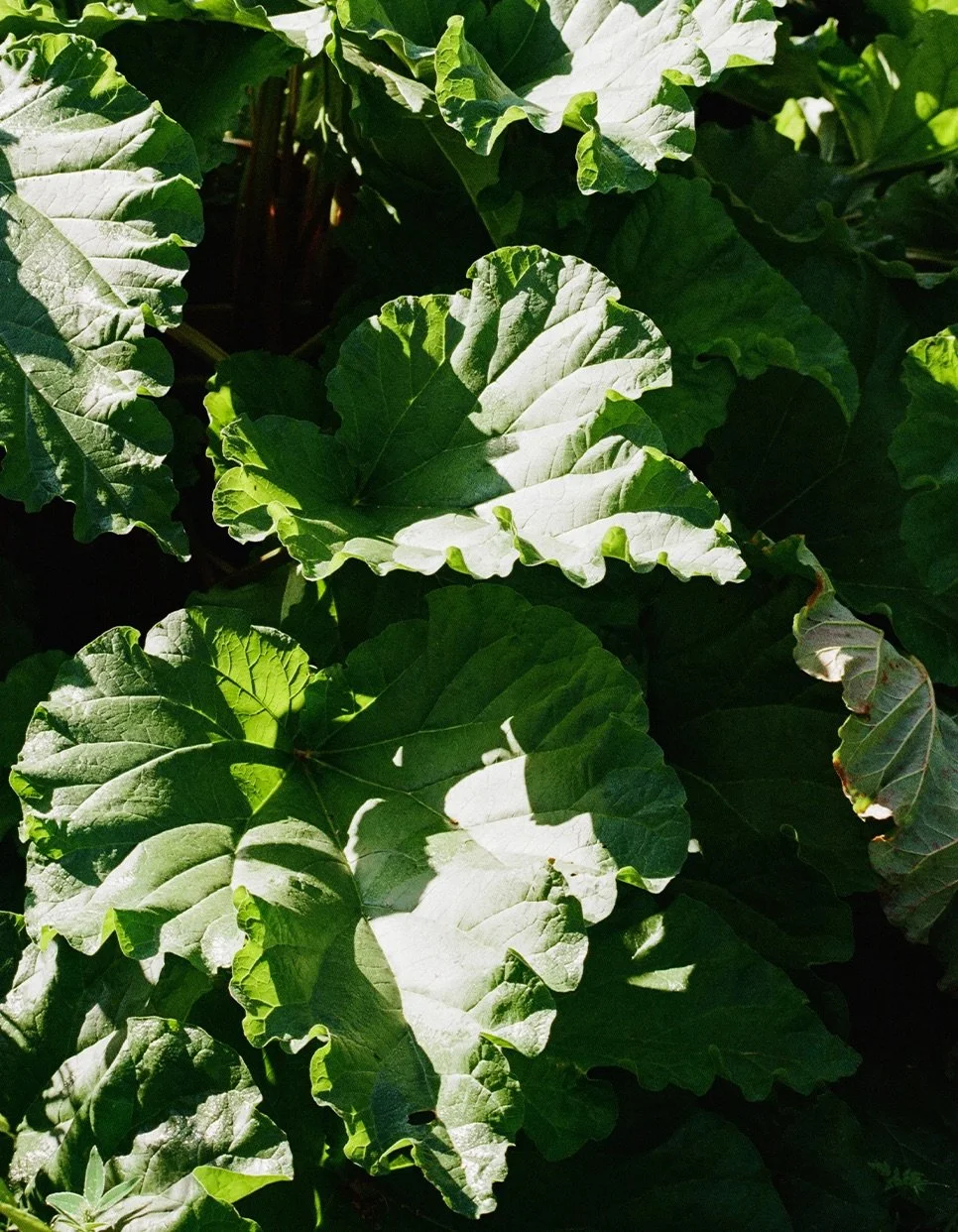 Seedlings' wisdom on reciprocity and gifts