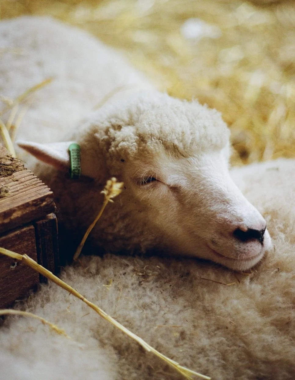 Island love and farm animals