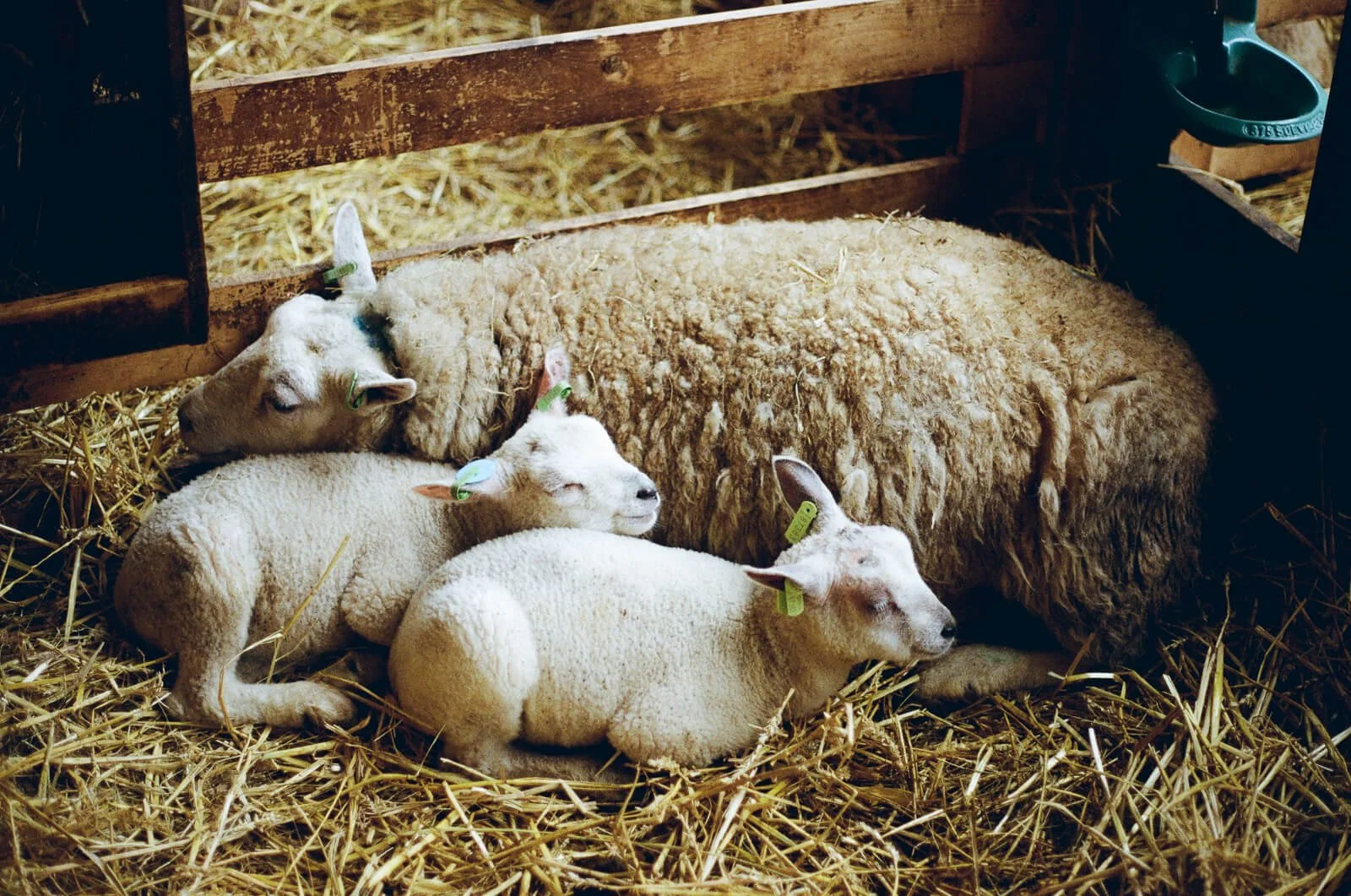 Mama sheep with 2 lambs sleeping in a barn