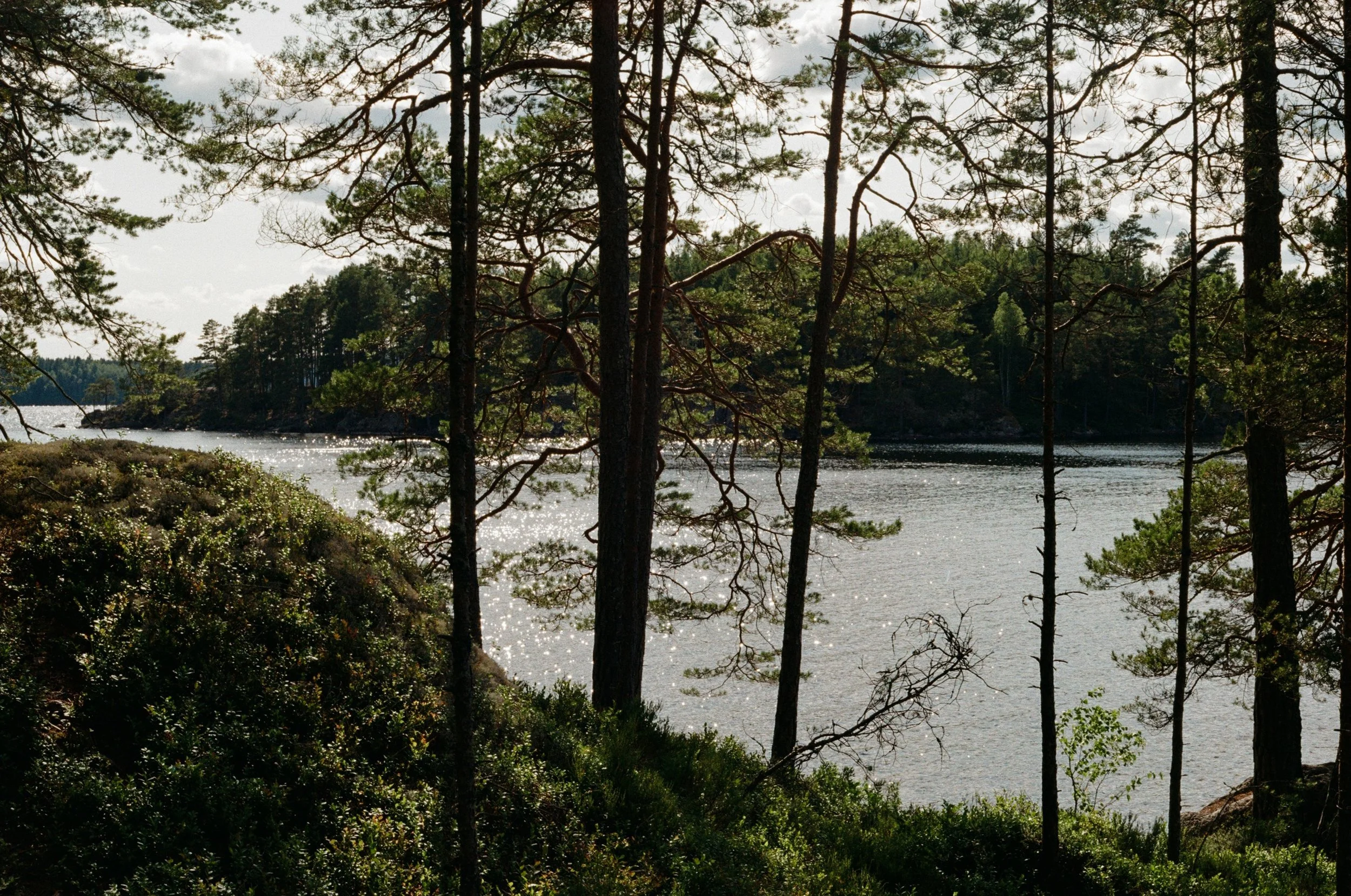 analogue photo of glimmers on a lake and forest