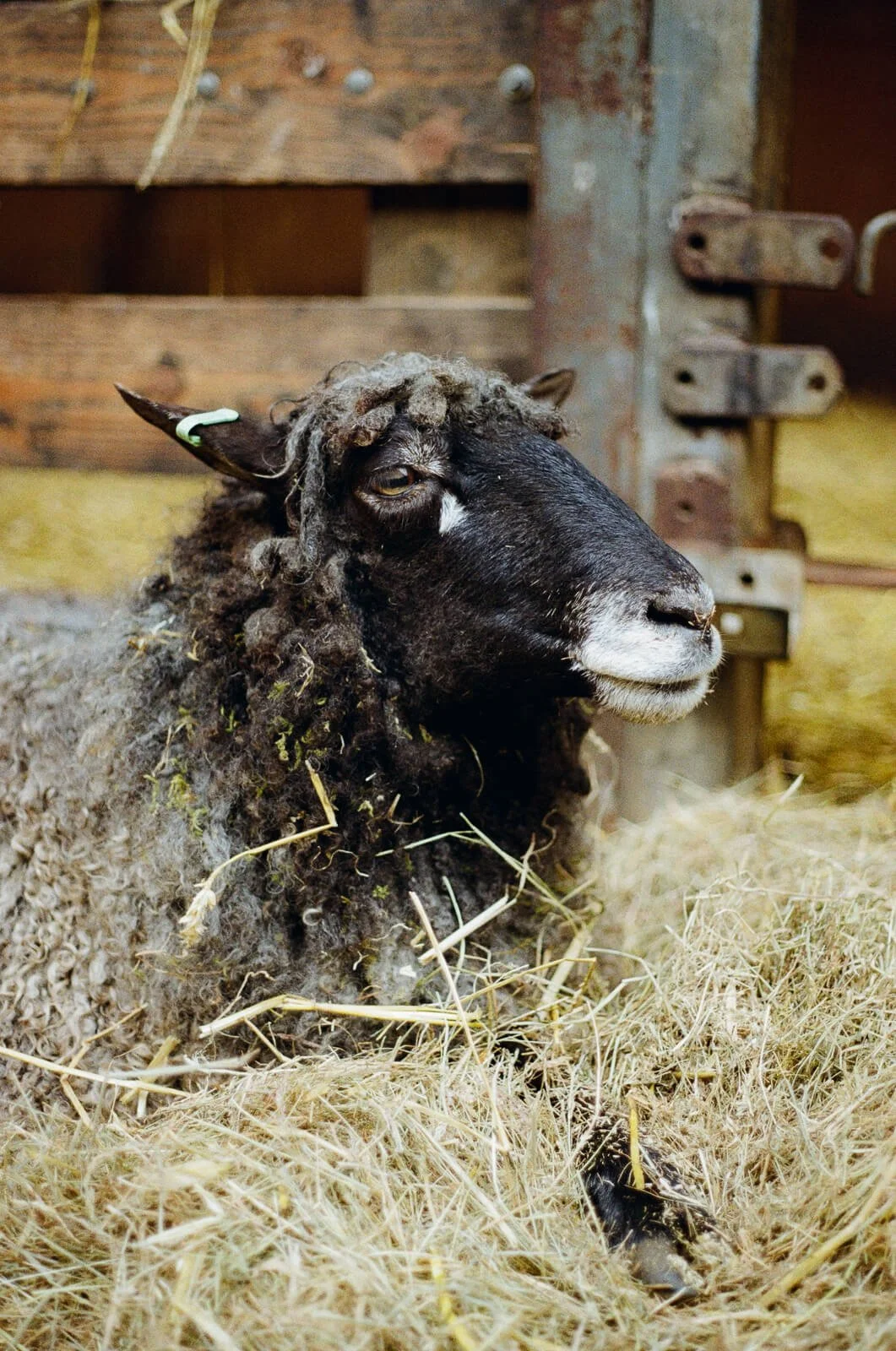 Brown sheep laying down in barn with soft, loving eyes