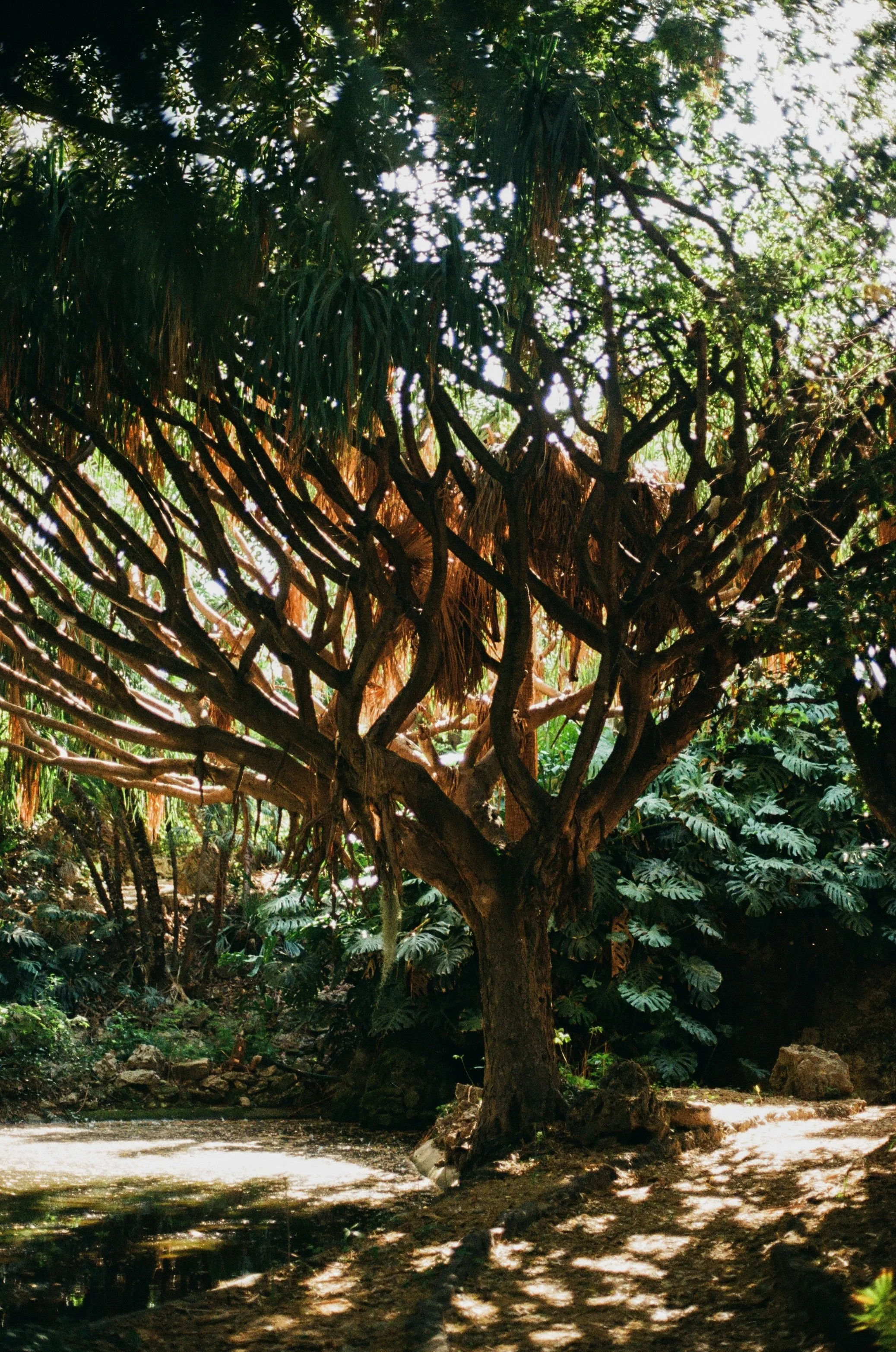 Unique tree in lush garden with sunlight shining through branches