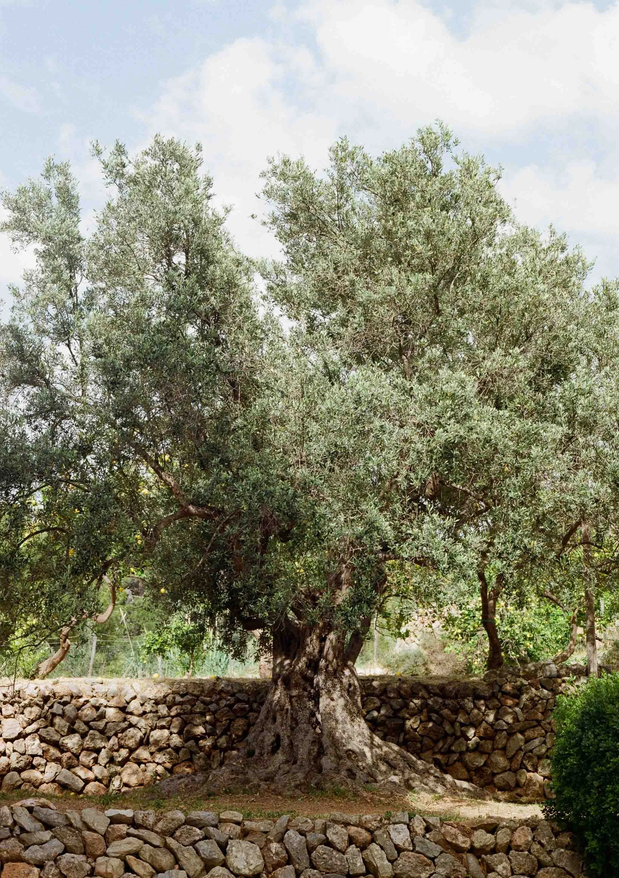 A large, mature tree with a thick trunk and lush green foliage, surrounded by a stone wall, under a partly cloudy sky.