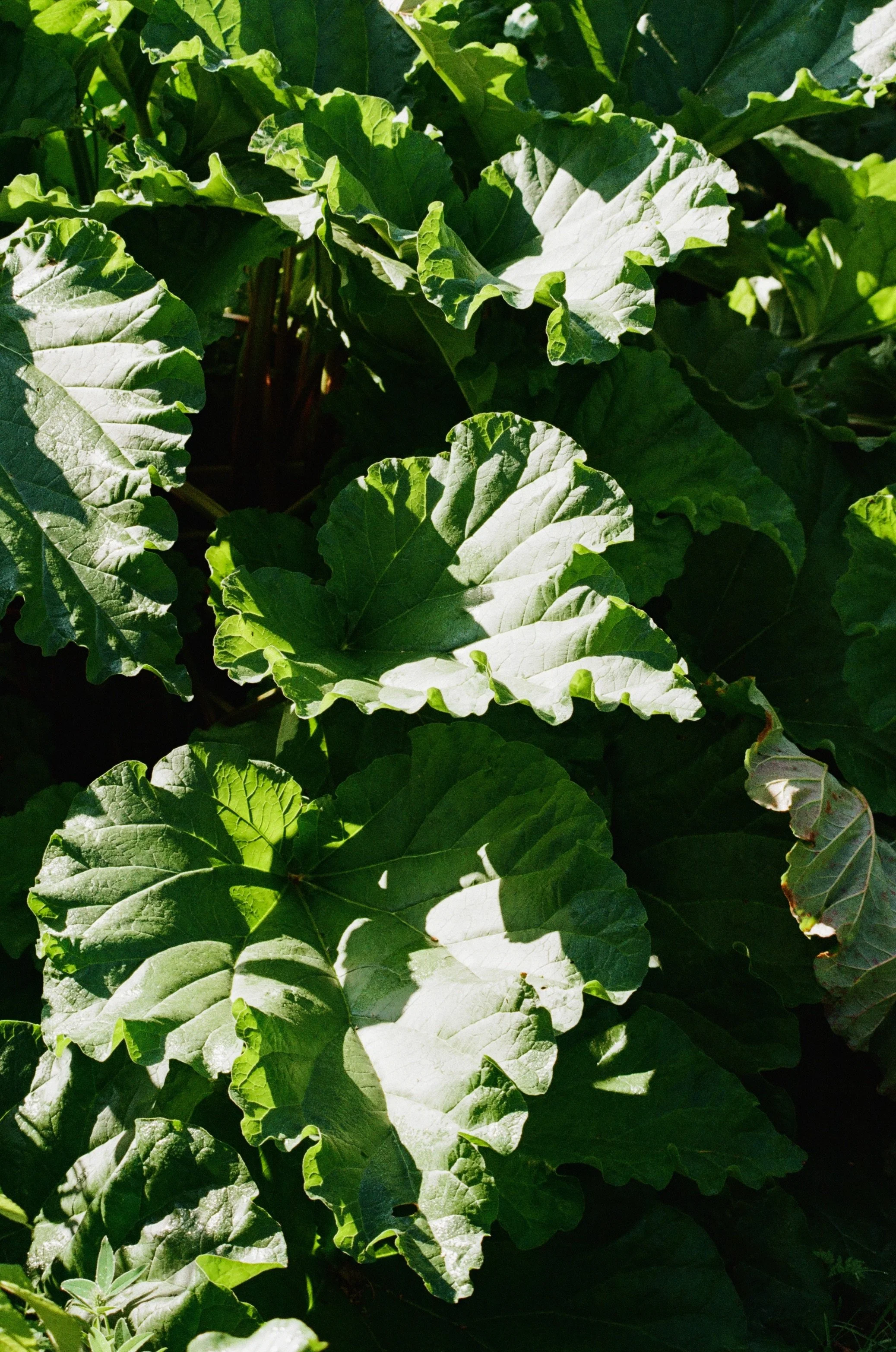 green leaves in lush garden