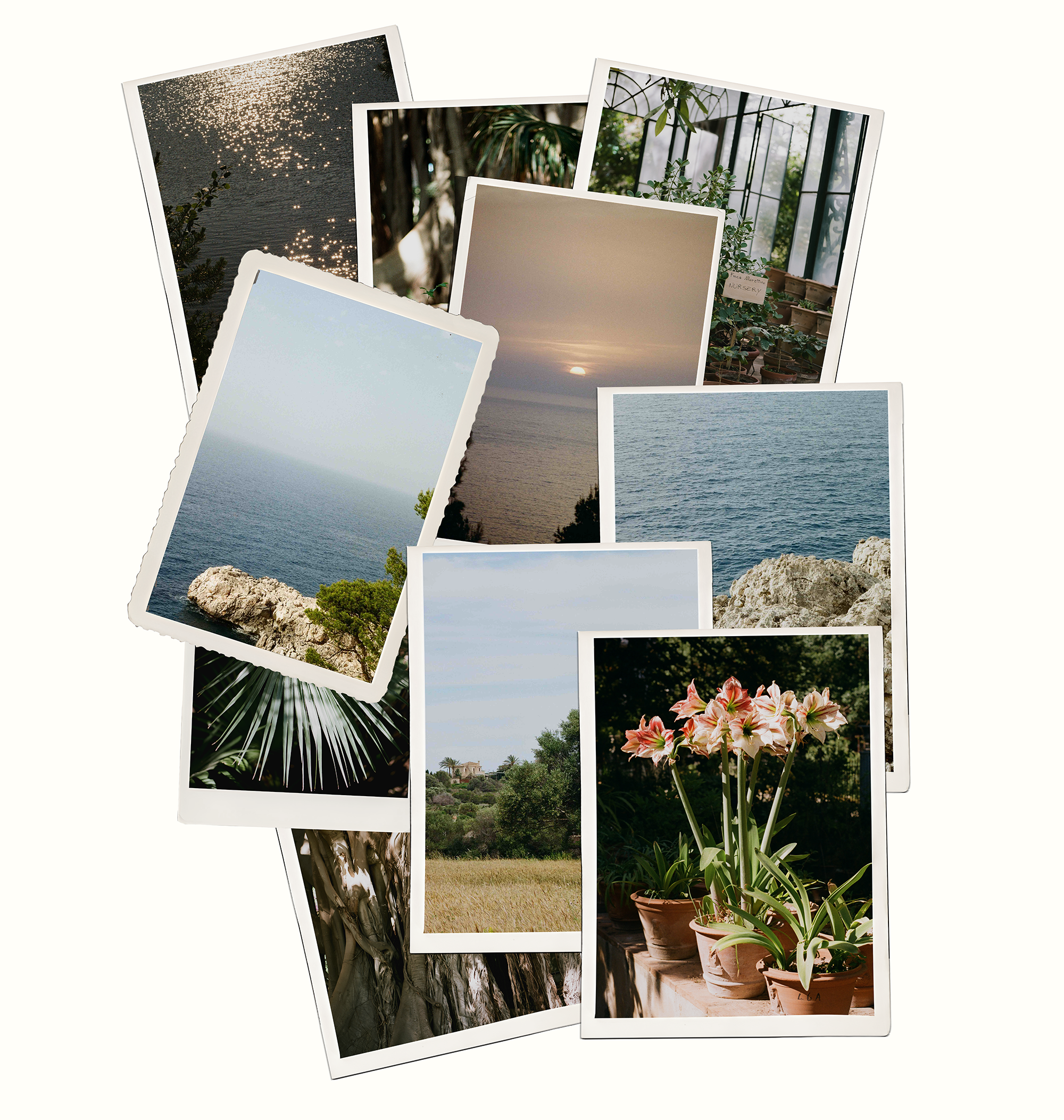 Collage of eight photographs including a lake sunset, lush green plants in a greenhouse, a rocky coastline, an ocean view, a field with trees, indoor potted flowers, and the ocean at sunset.