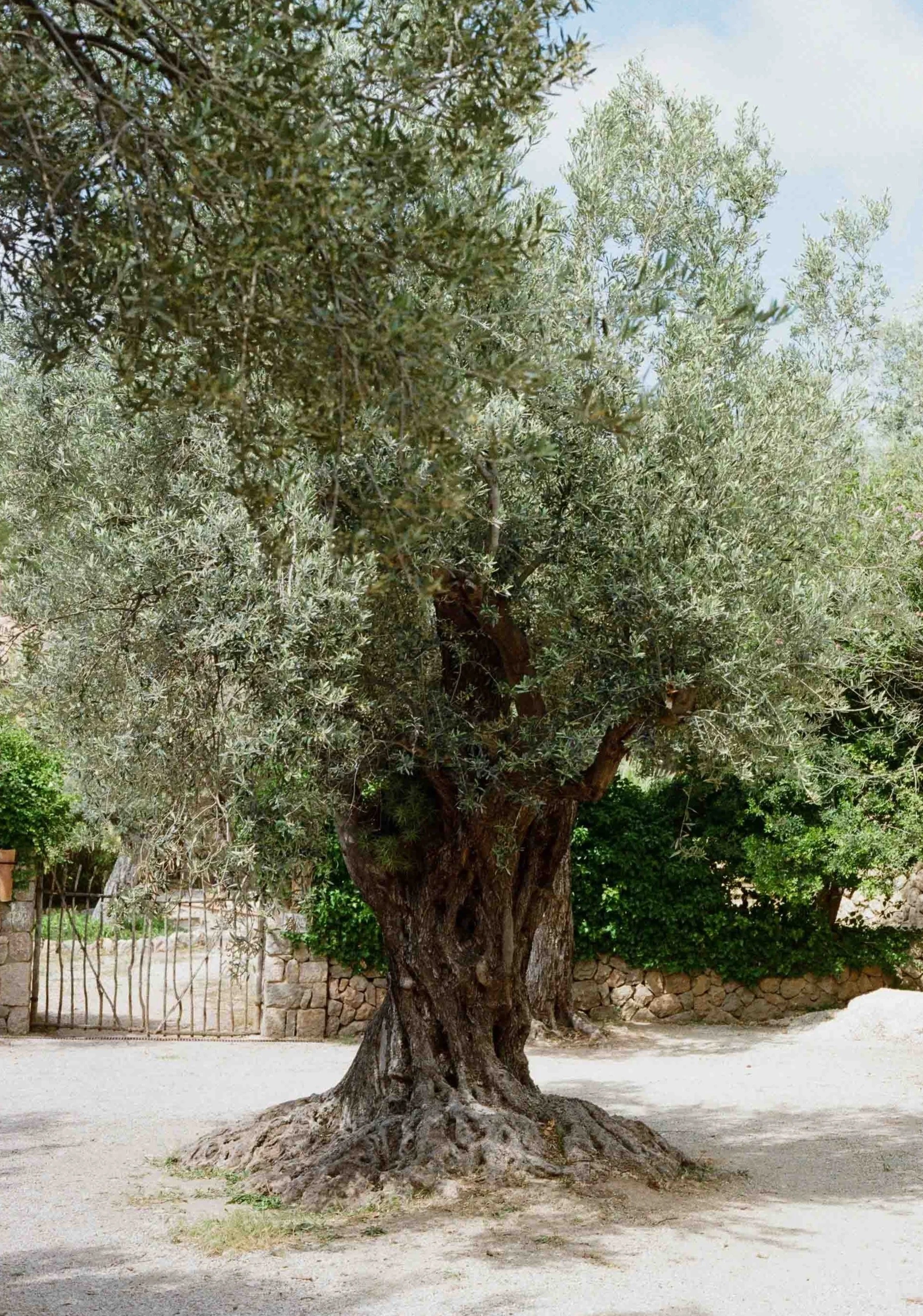 An old olive tree with a thick, gnarled trunk and silvery green leaves stands in a dirt area, with a stone wall and greenery in the background.