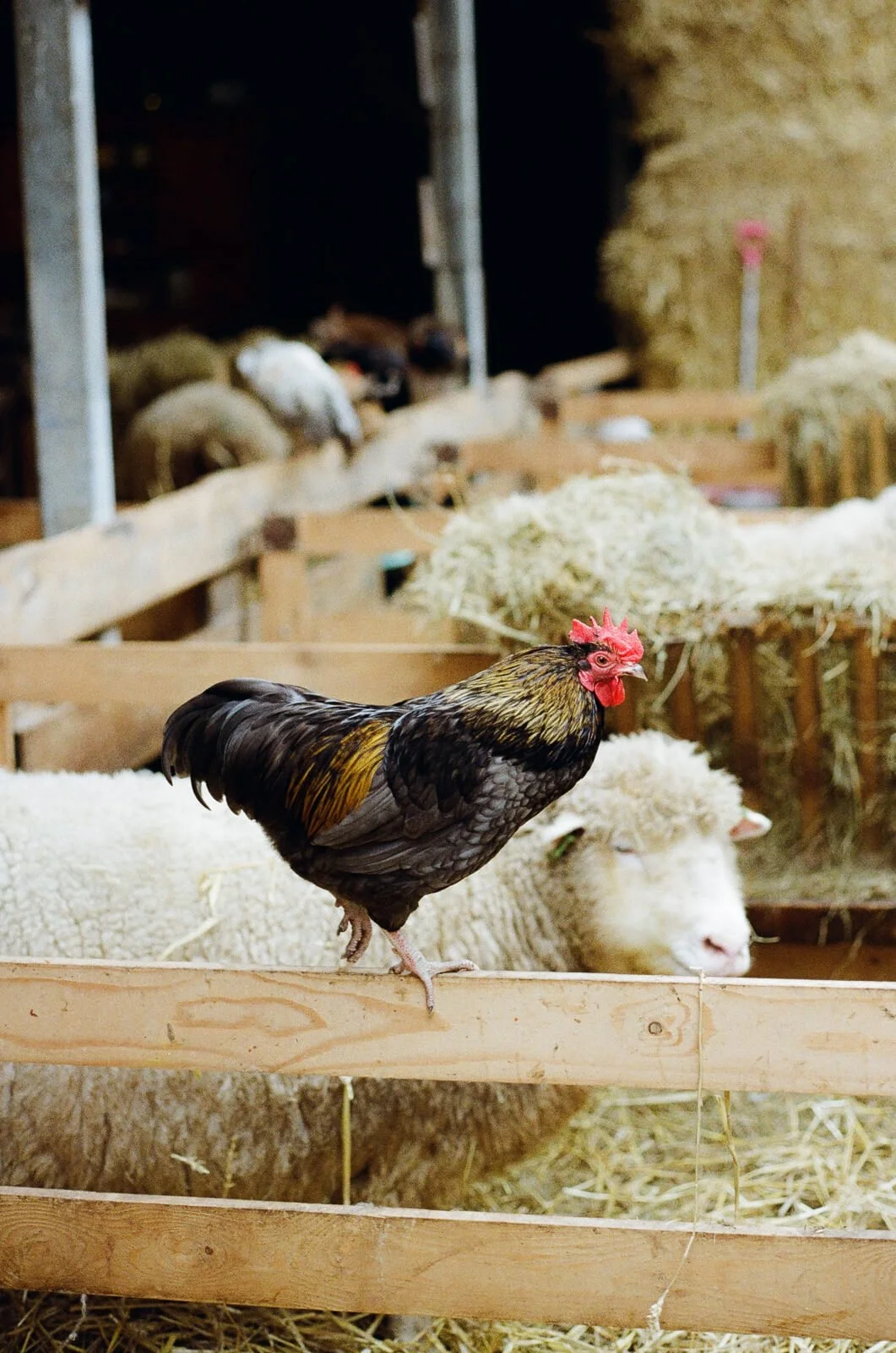 Rooster walking in a barn with sheep