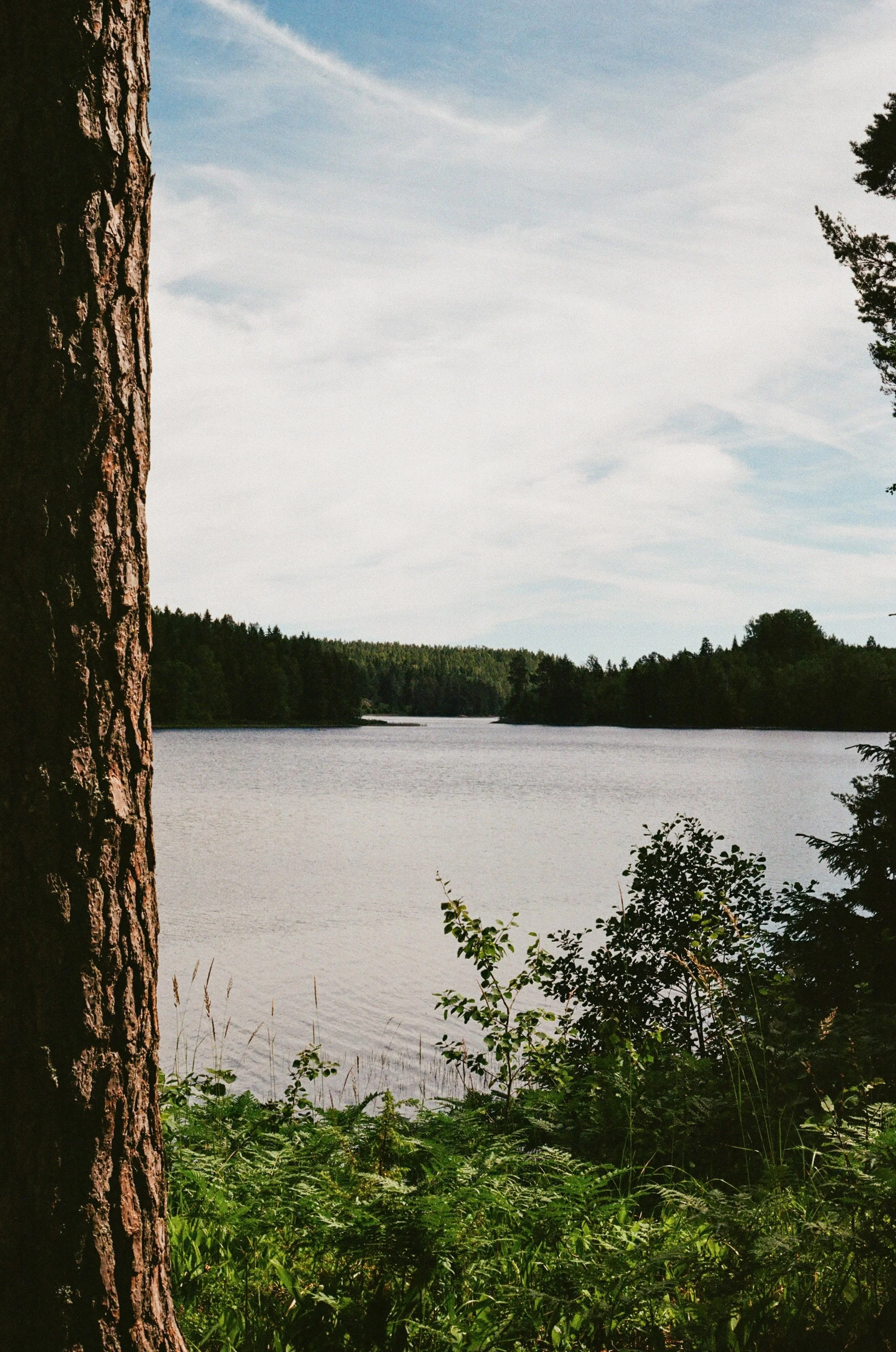 analogue photo of a swedish lake and forest