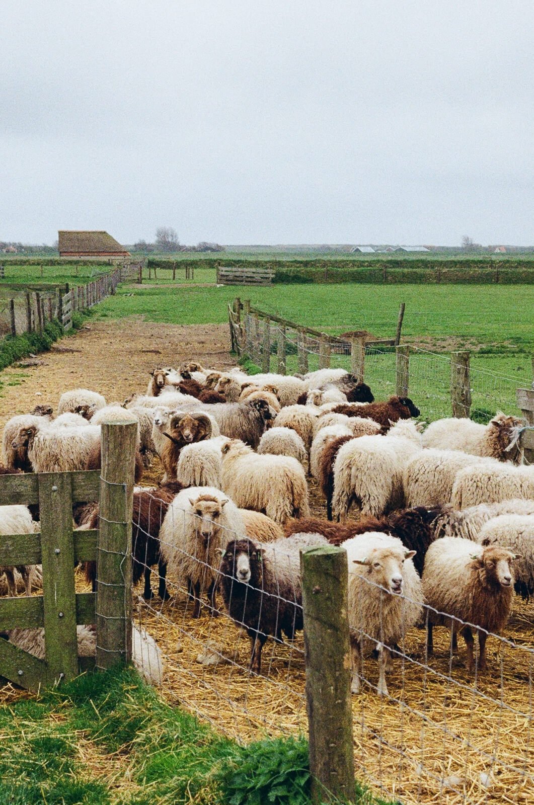 Group of sheep grazing