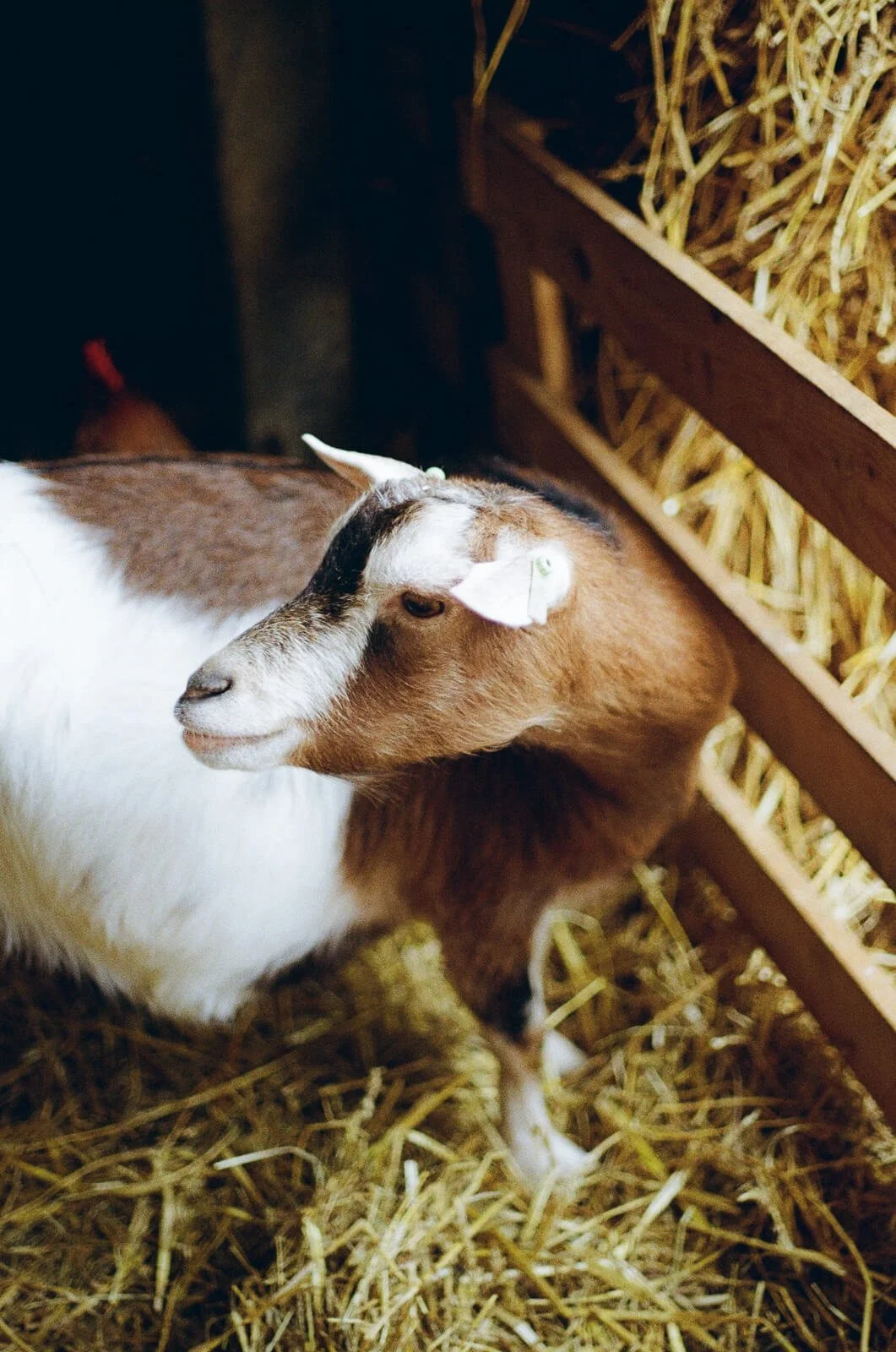 Brown and white pregnant goat in a barn