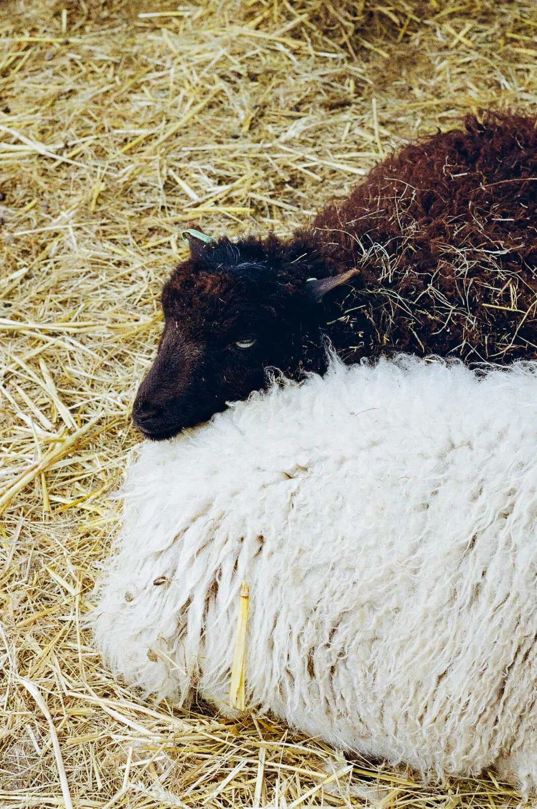 black sheep sleeping with his head on a white sheep
