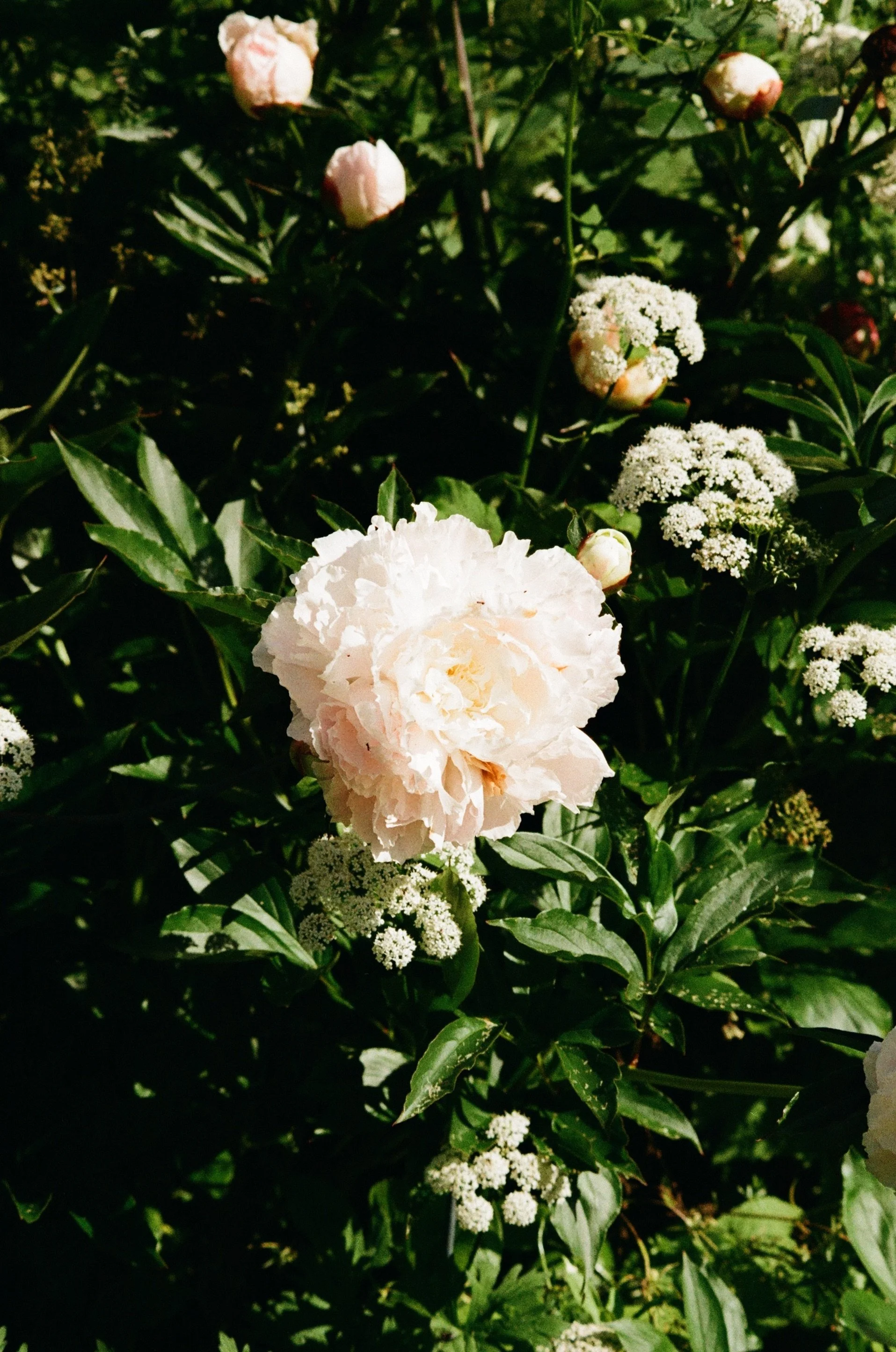 pink flowers in lush and green garden