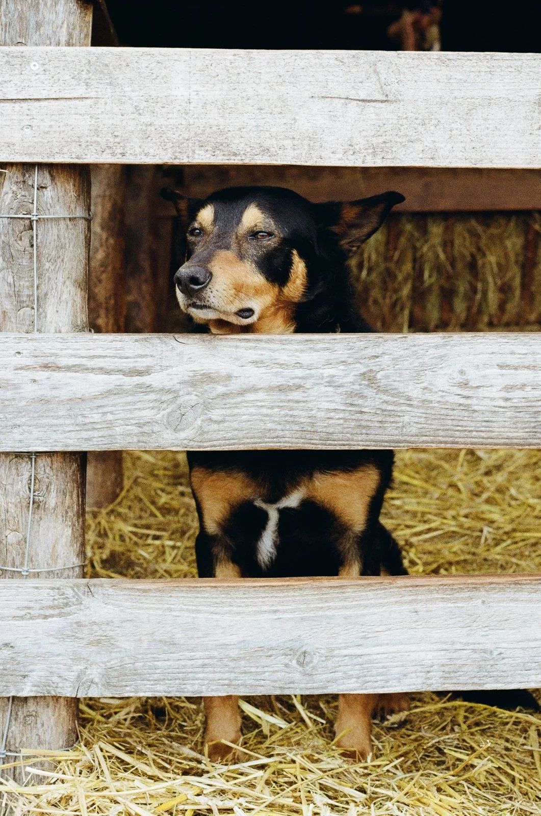 Farm dog in a barn