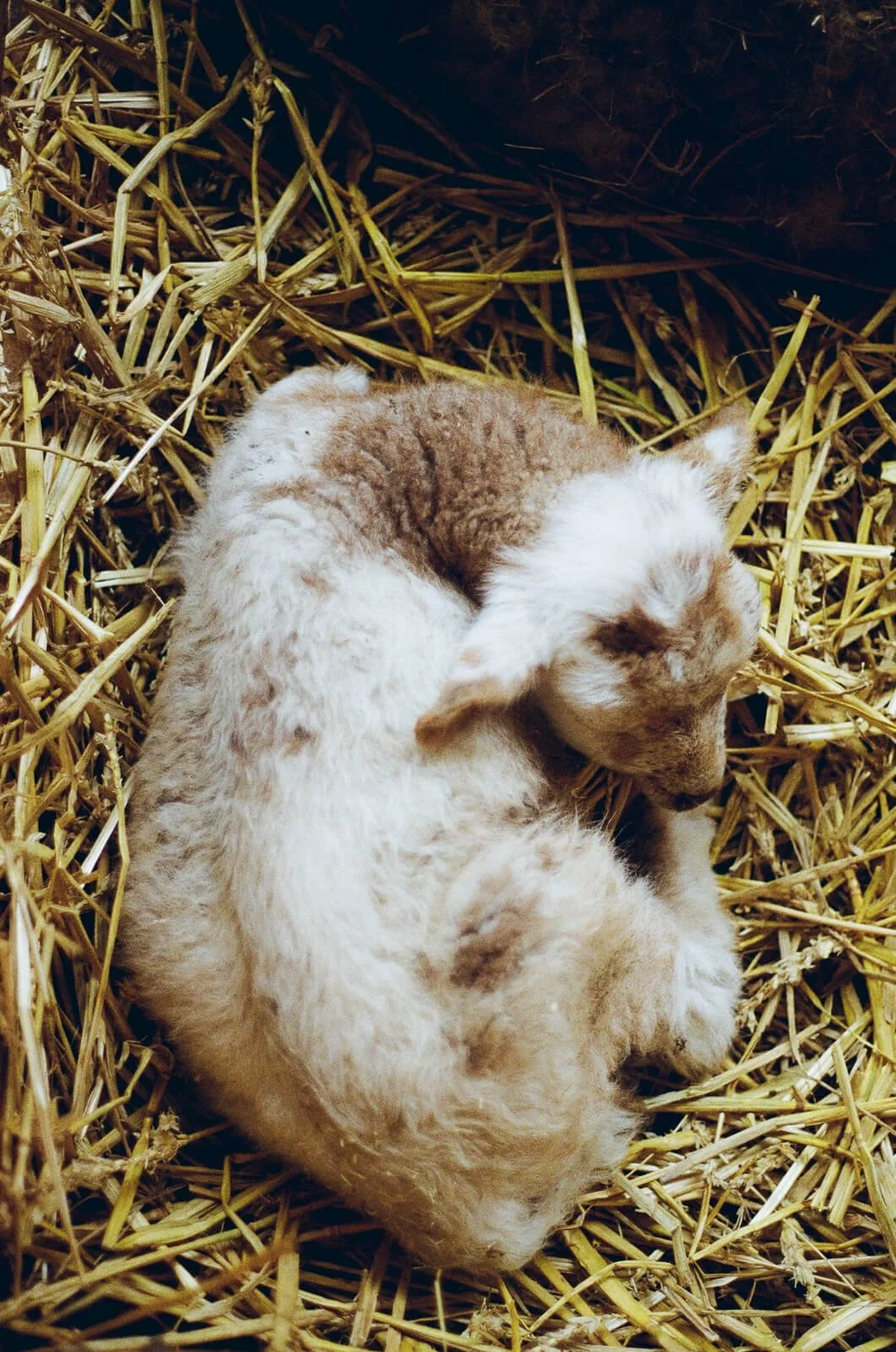 Baby sheep sleeping on straw