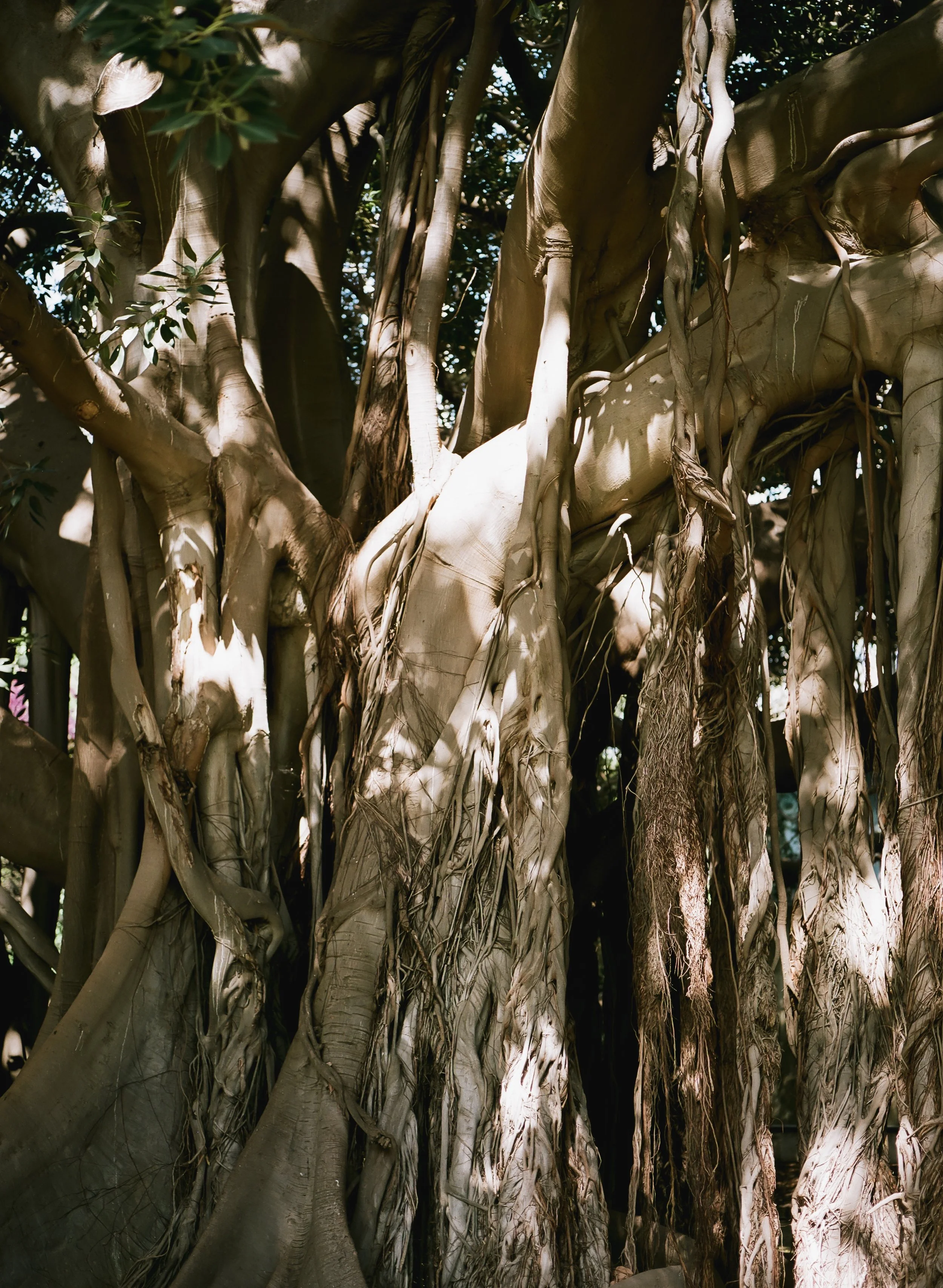 analogue photo of a huge tree with roots hanging down to the ground