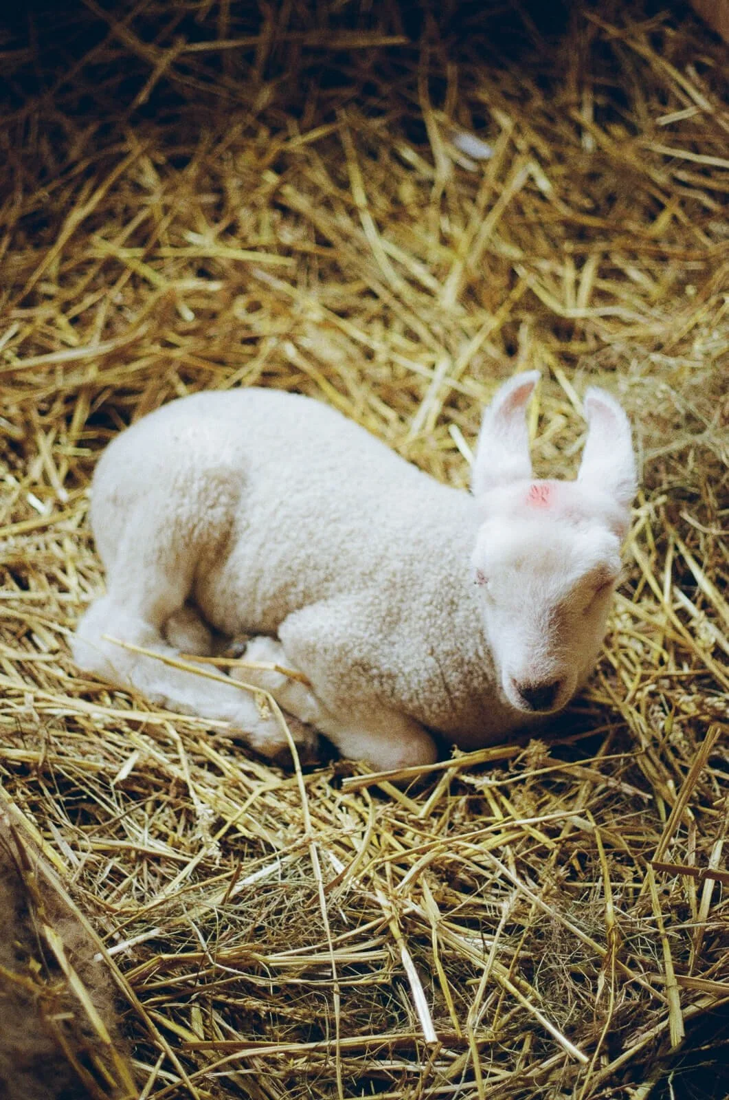White lamb sleeping in a barn