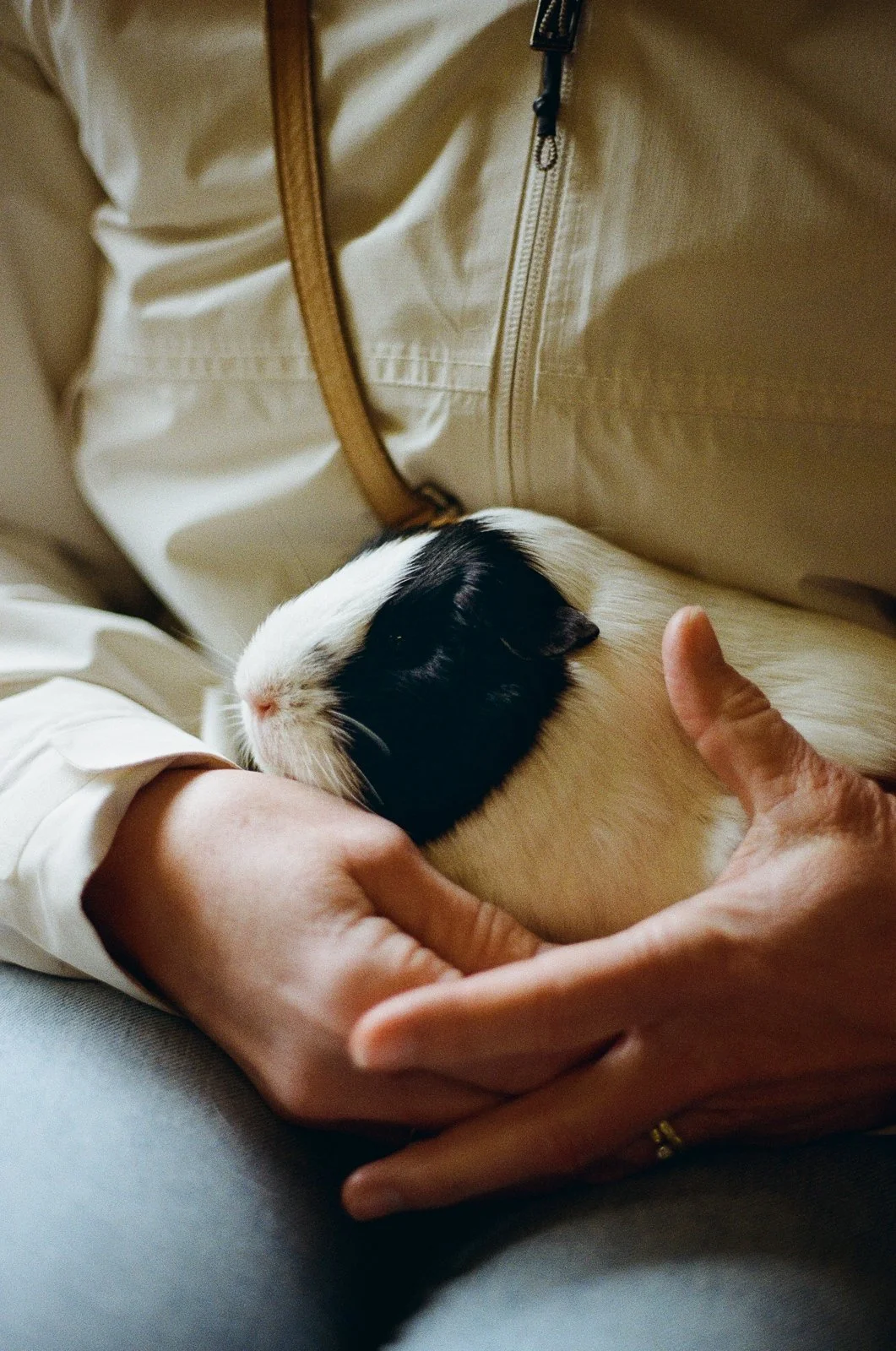 Black and white guinea pig on someone's lap