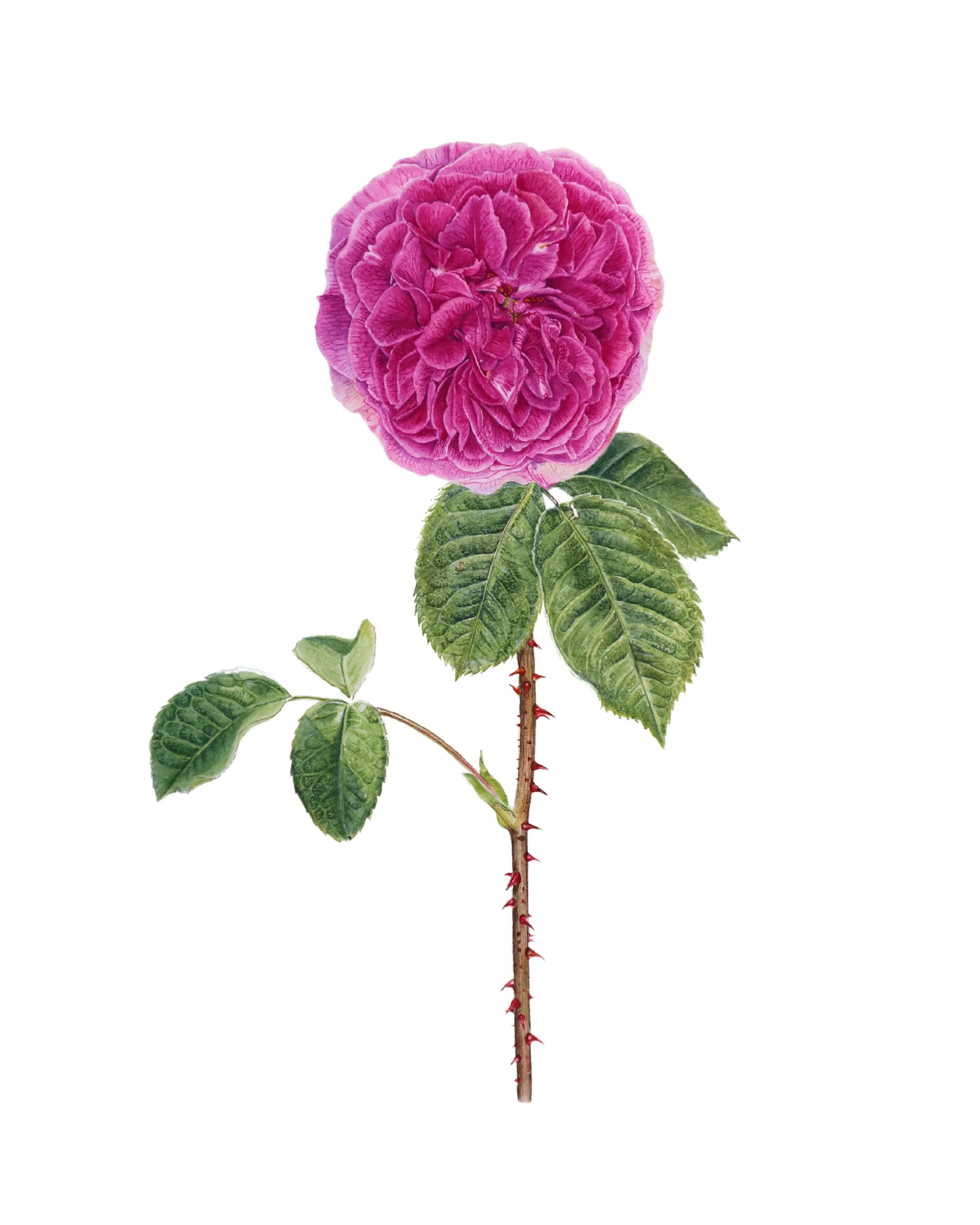 In Shades of Pink _FS.jpg