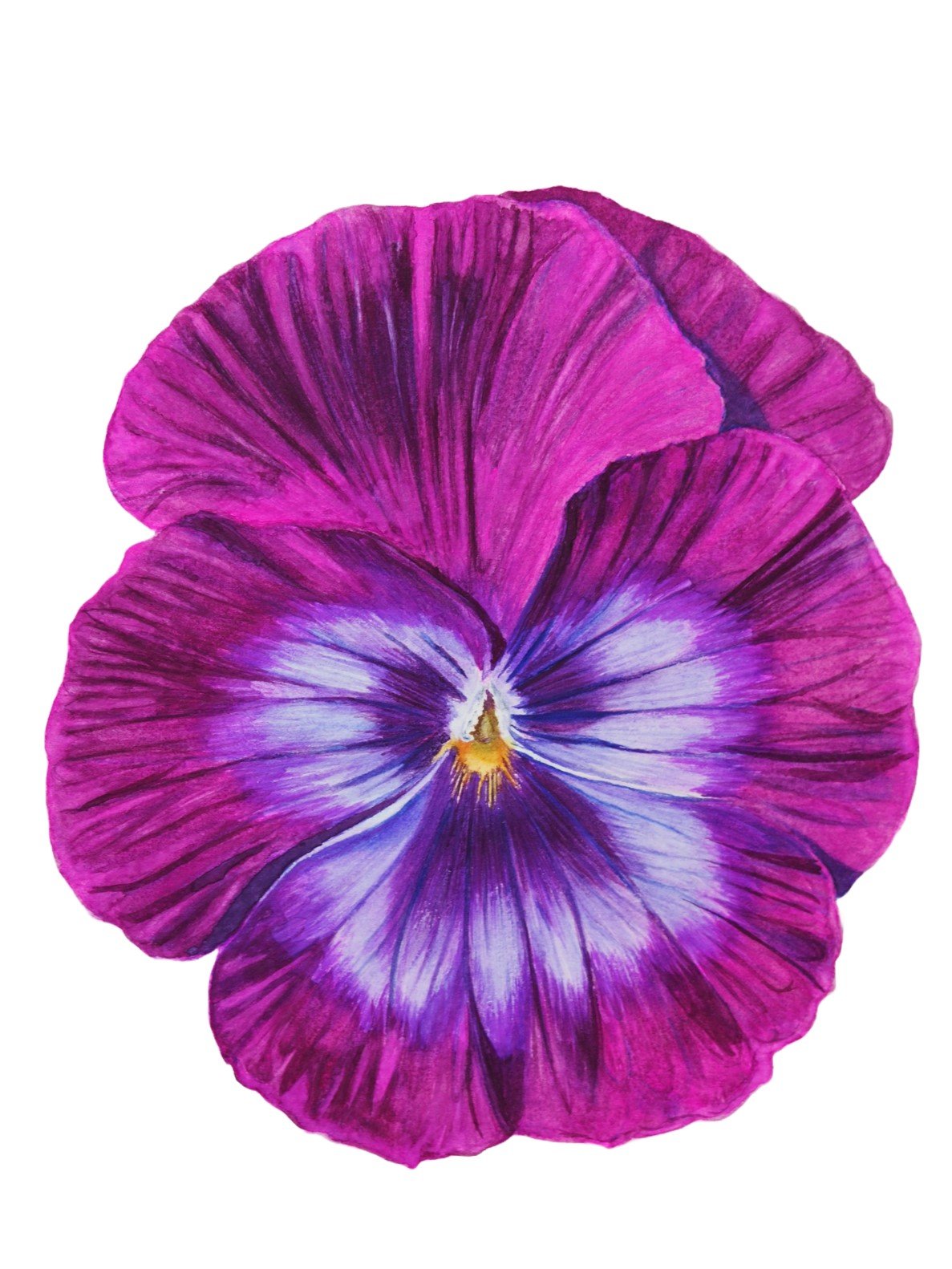 Pansy.jpg