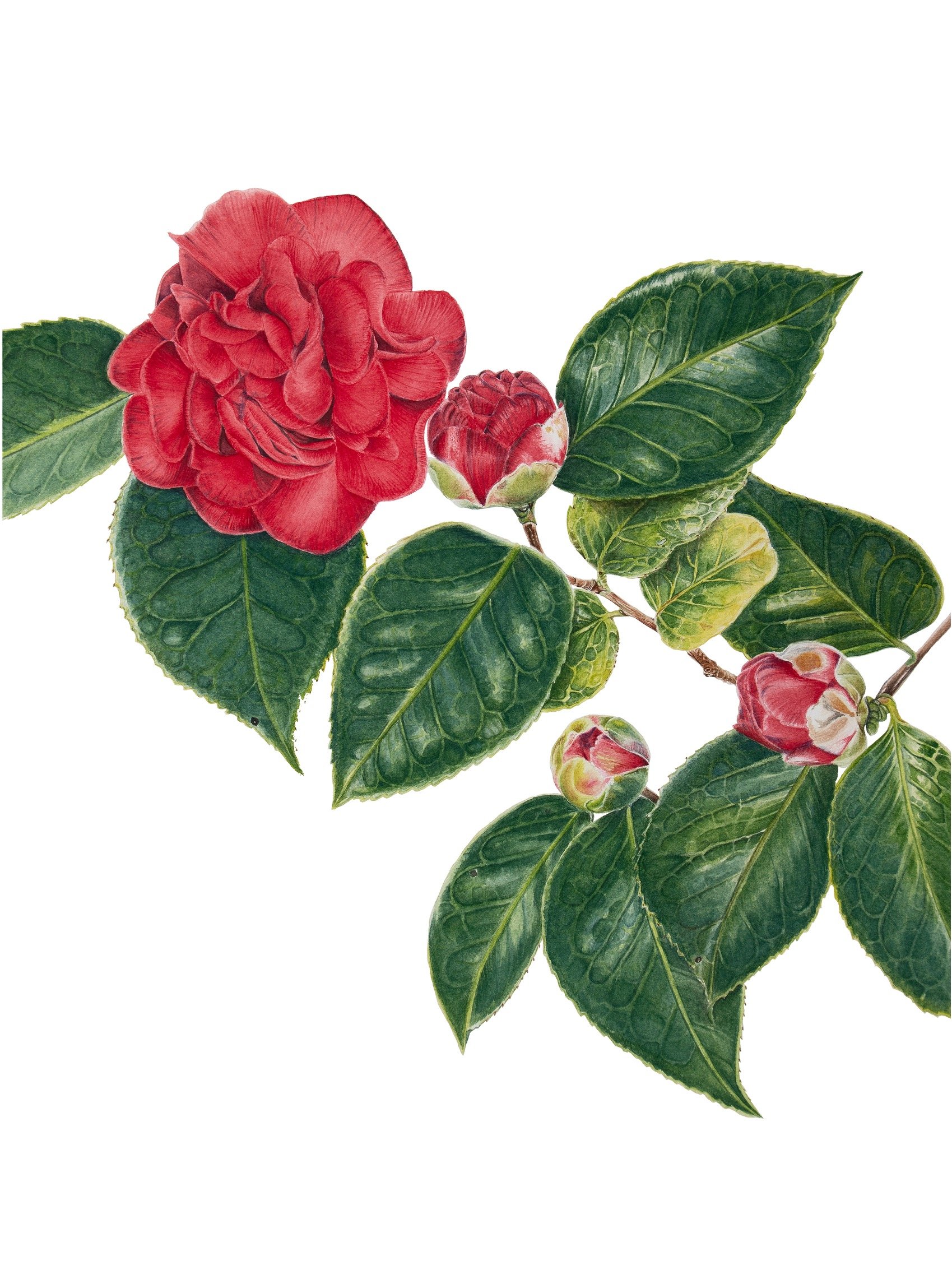 The First Camellia