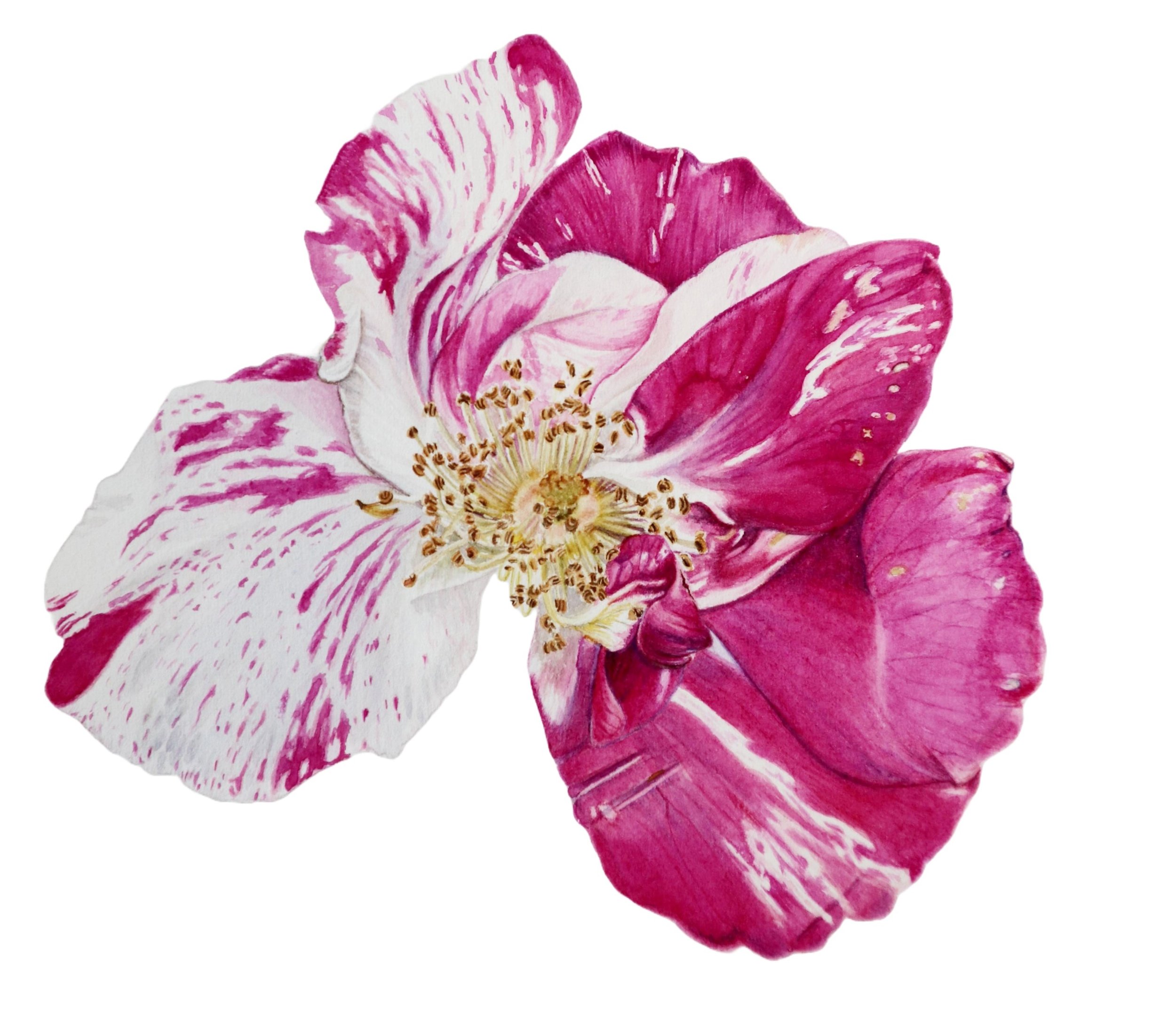 Resilience in Bloom - Rosa Mundi
