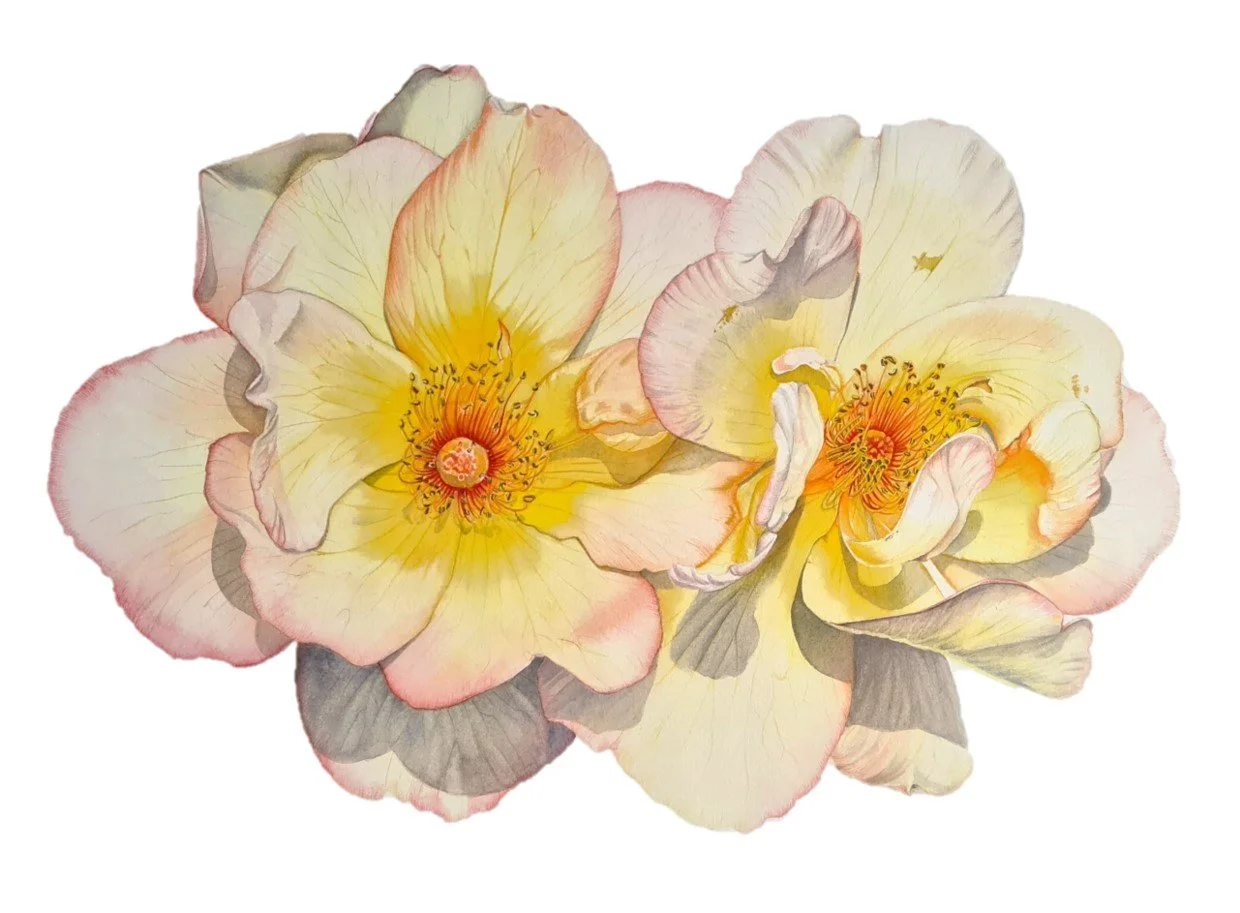 Yellow Rose.jpg
