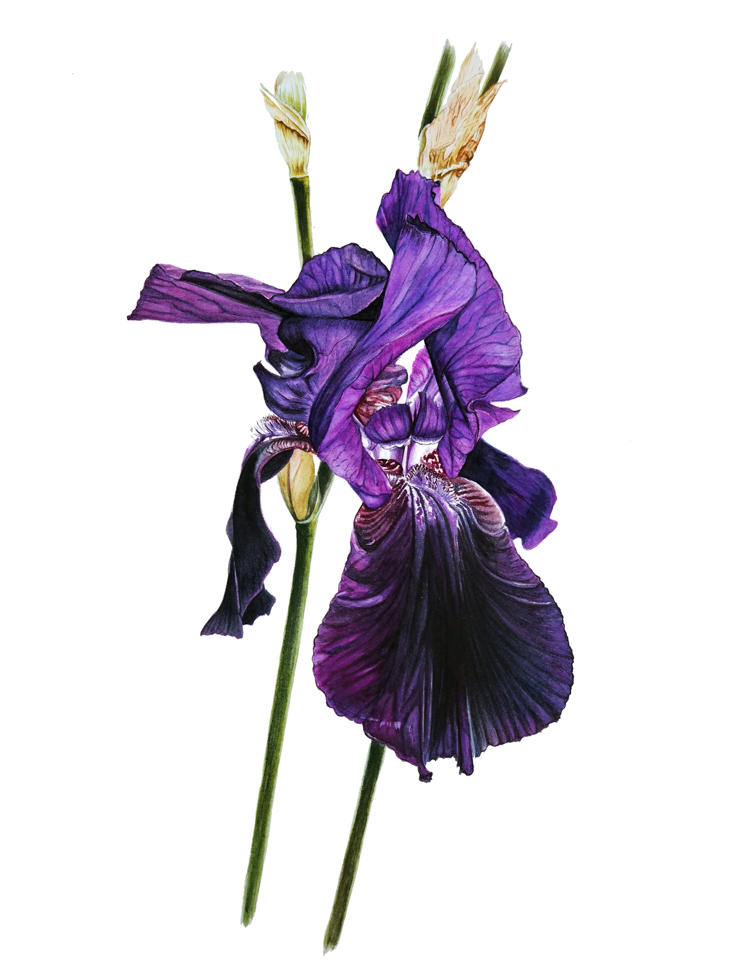 The Bearded Iris at Sissinghurst