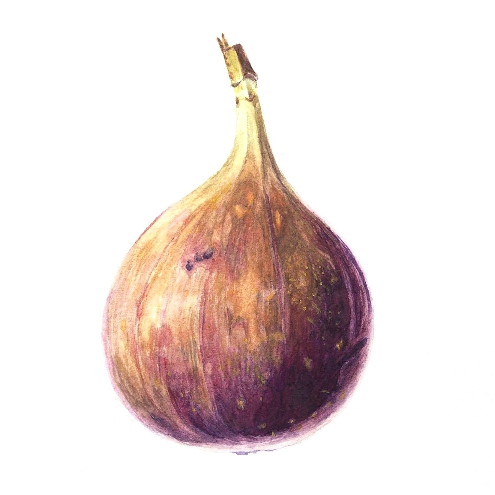 Fig
