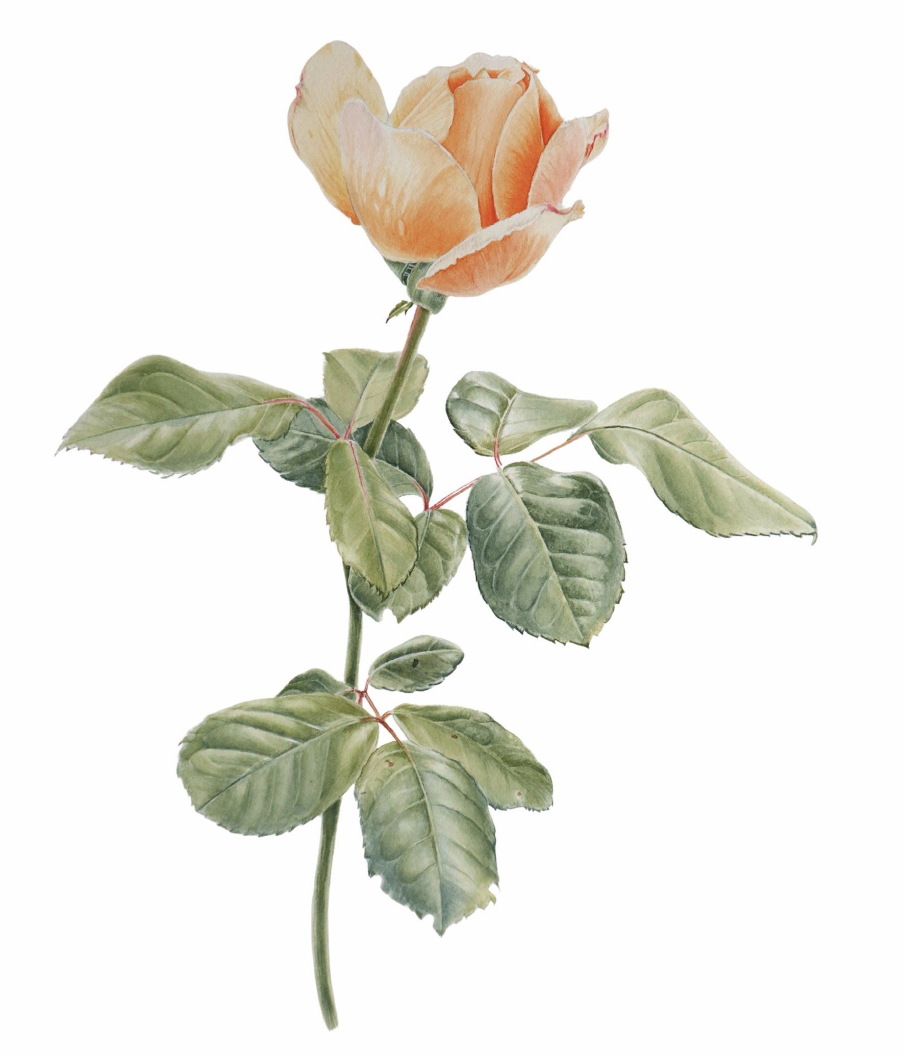 Copy of Copy of Untitled Design 2.jpg