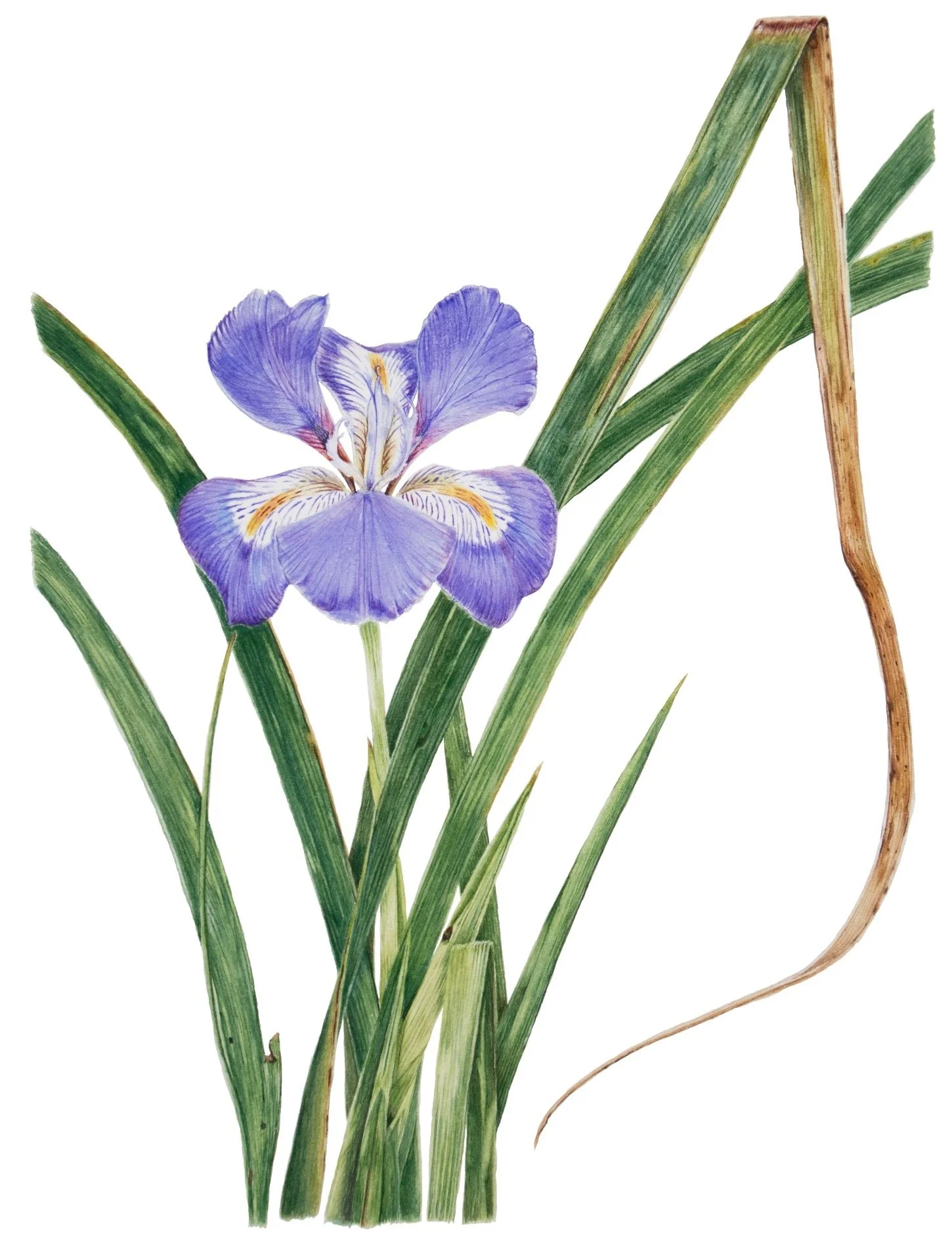 The Iris That Stands Alone at Munstead Wood