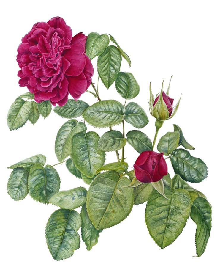 Munstead Wood Rose