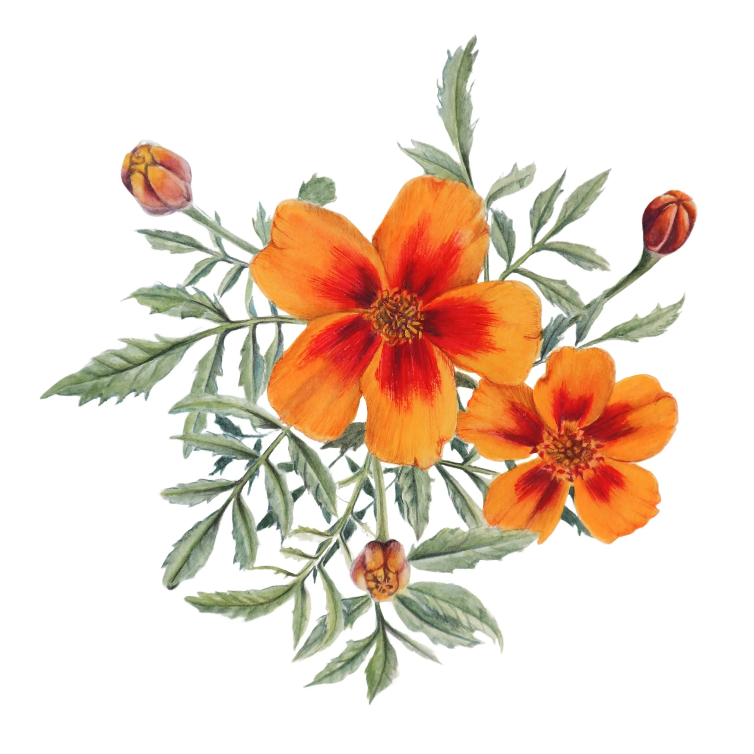 Copy of Copy of Copy of Untitled Design-2.jpg